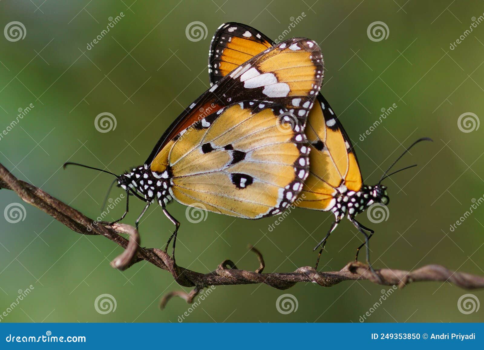 Butterflies are Mating, Butterfly are Mating, Stock Photo Image of close, animal 249353850