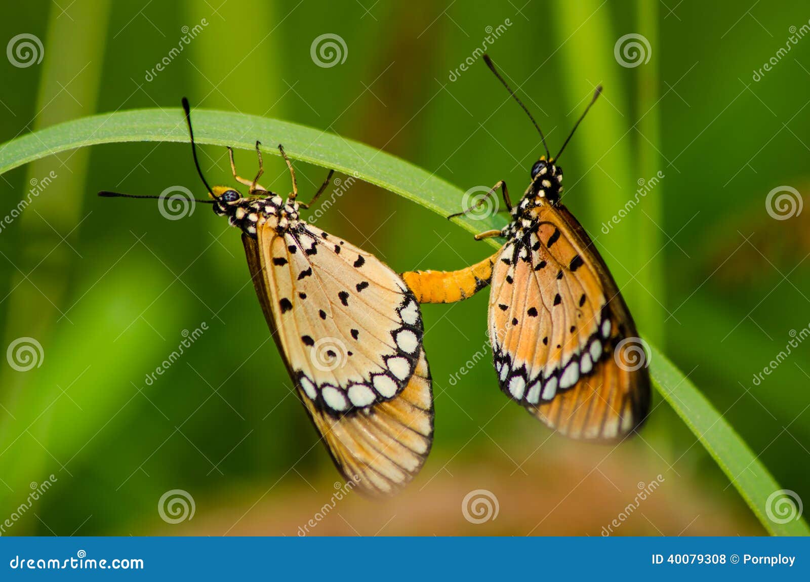 Butterflies mating stock photo. Image of couple, ecology 40079308