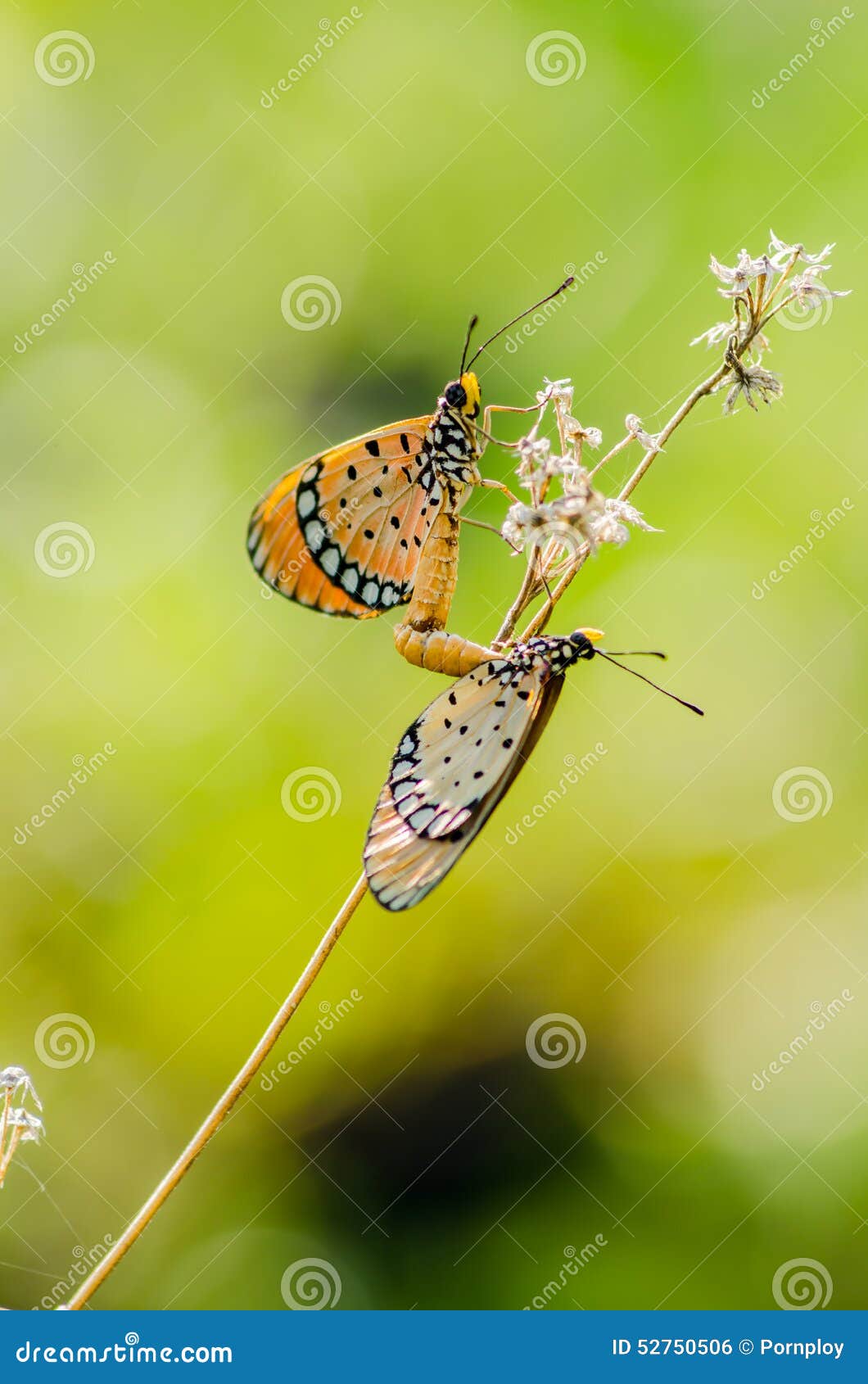Butterflies mating stock photo. Image of flight, insect 52750506