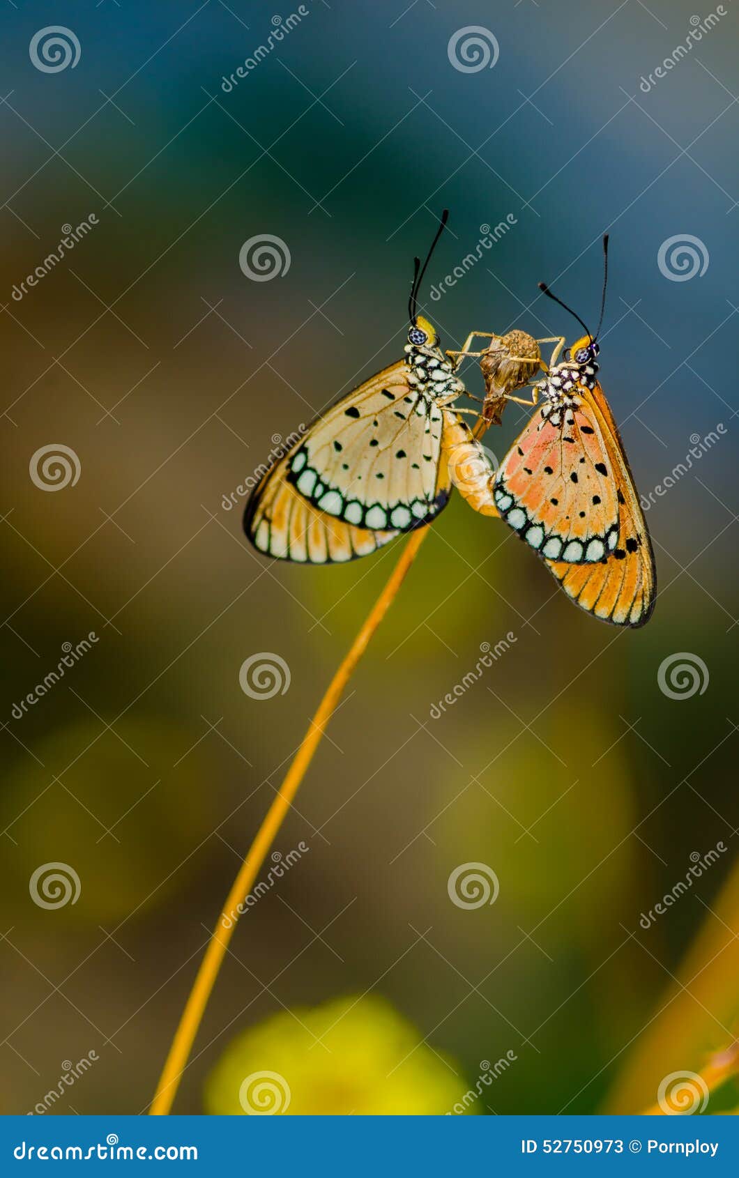 Butterflies mating stock image. Image of black, garden 52750973