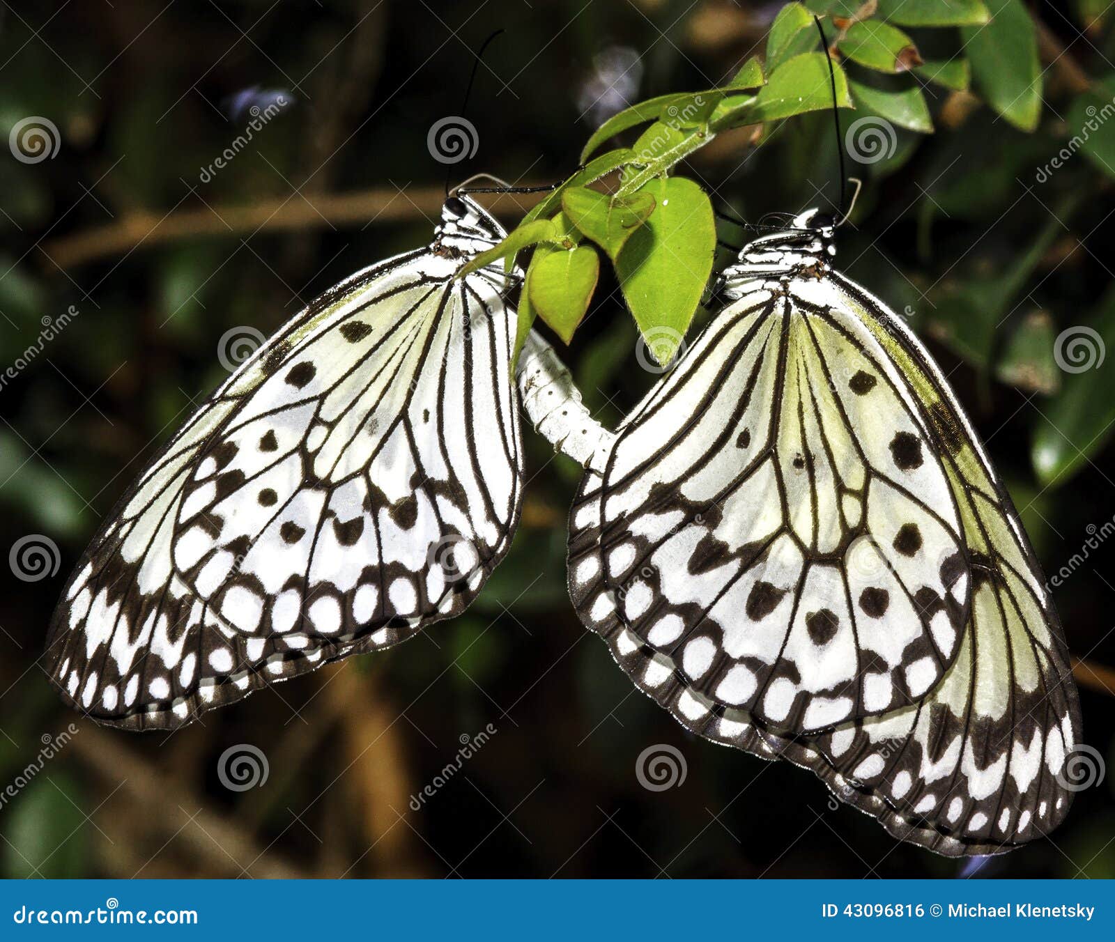 Butterflies Mating stock photo. Image of daytime, garden 43096816