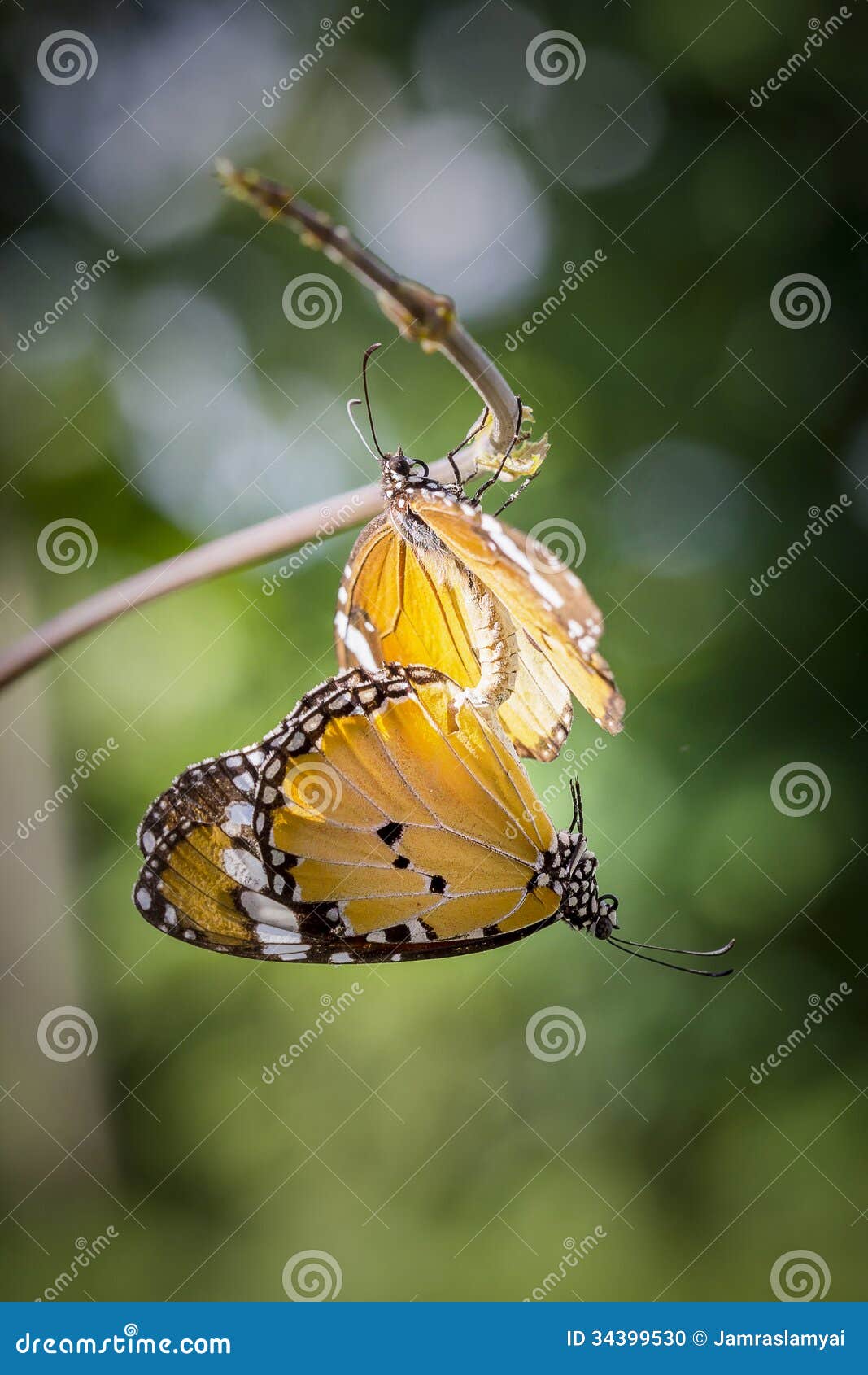 Butterflies mating stock photo. Image of close, insect 34399530