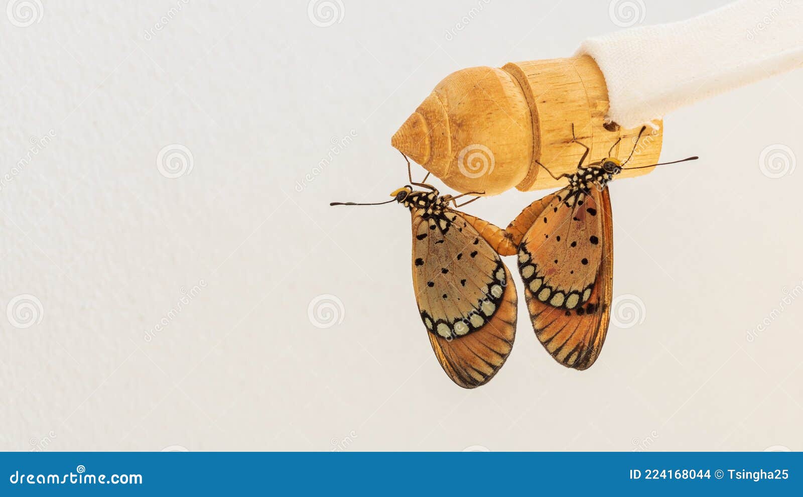 Butterflies are Mating on Wood Stock Photo Image of closeup