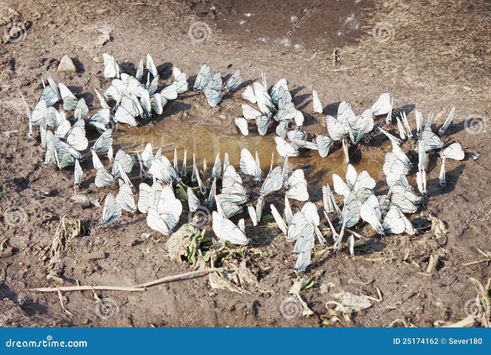 Butterflies near the water stock photo. Image of butterfly 25174162