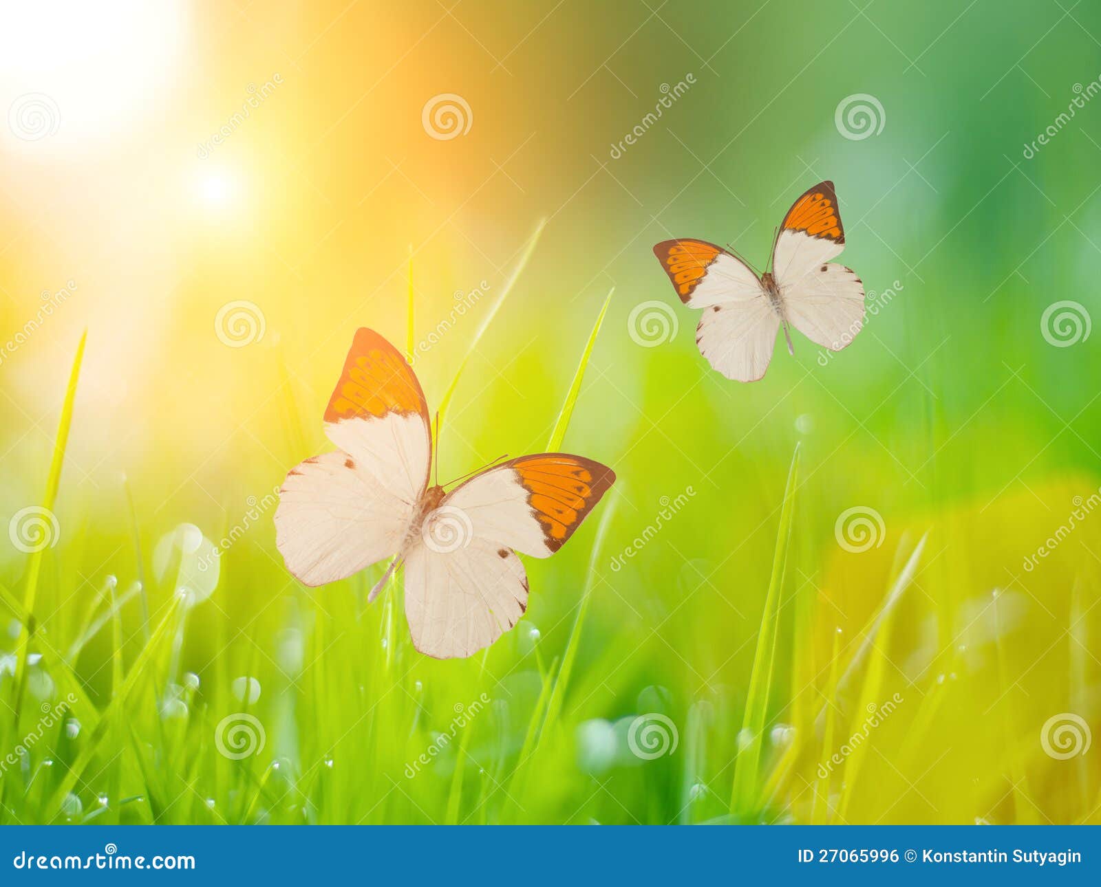 Butterflies over grass stock photo. Image of green, butterflies 27065996