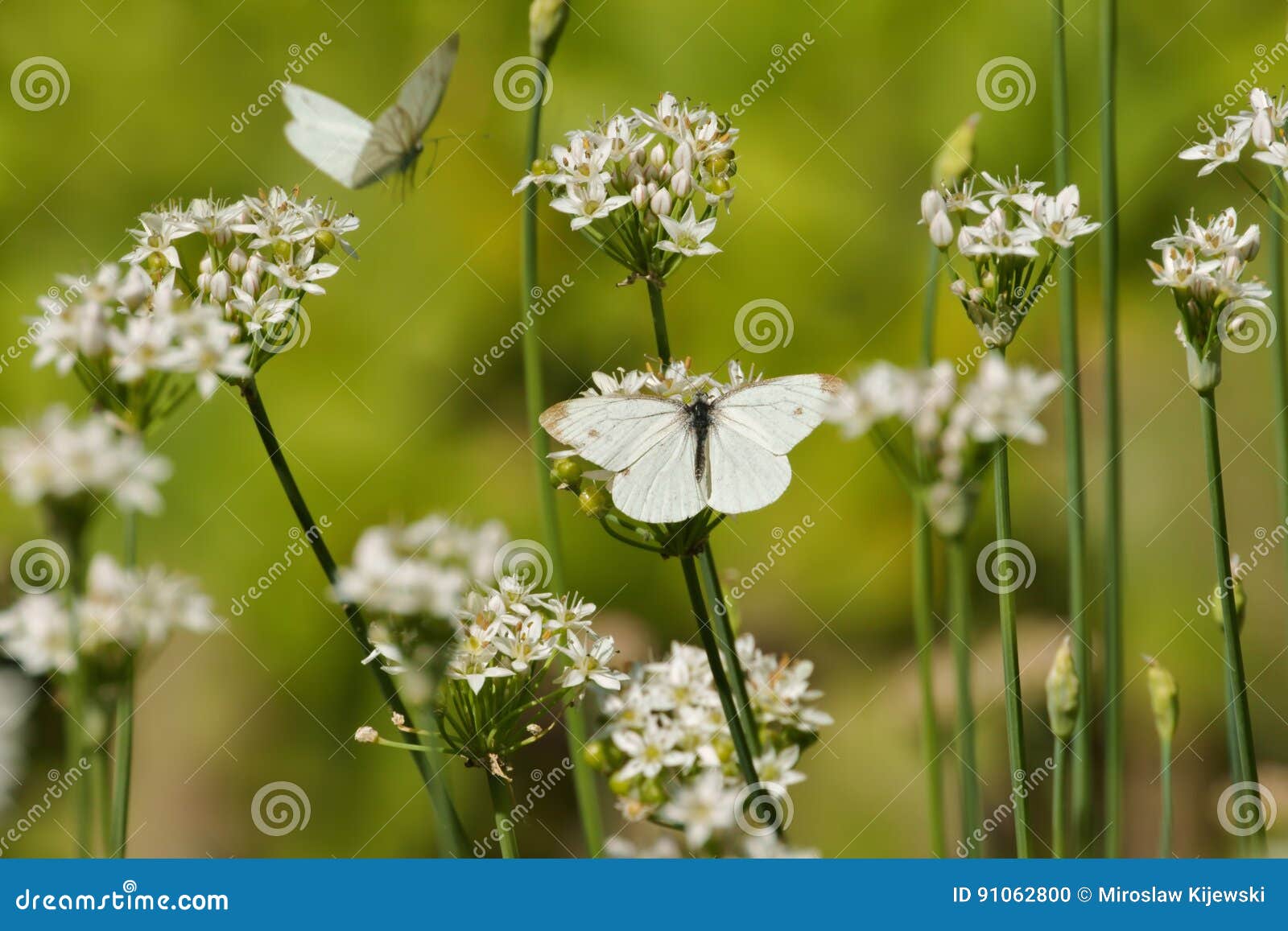 butterflies pieridae, white insects on white flowers of garlic