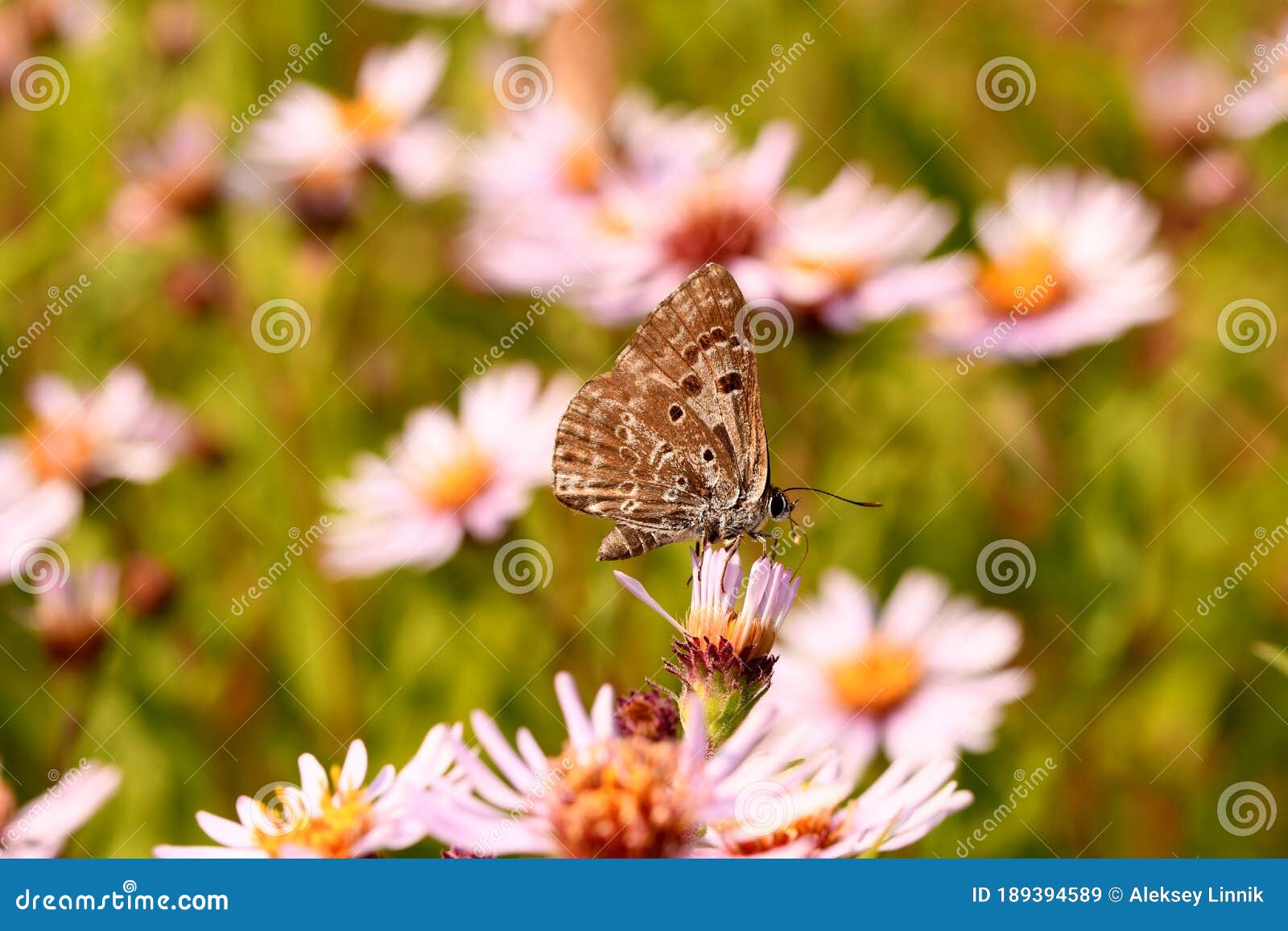 butterflies pollinate the flowers