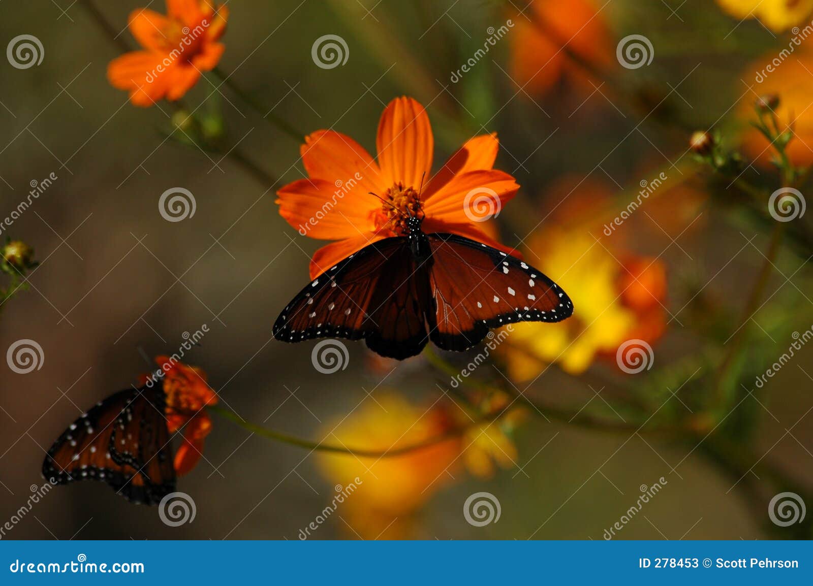 Butterflies on Poppies stock image. Image of wild, brown 278453