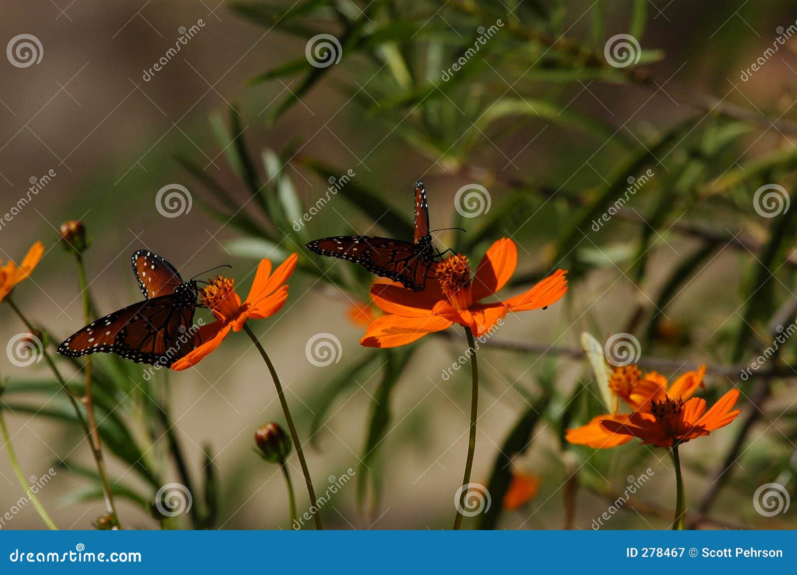 Butterflies and Poppies stock image. Image of brown, spots 278467