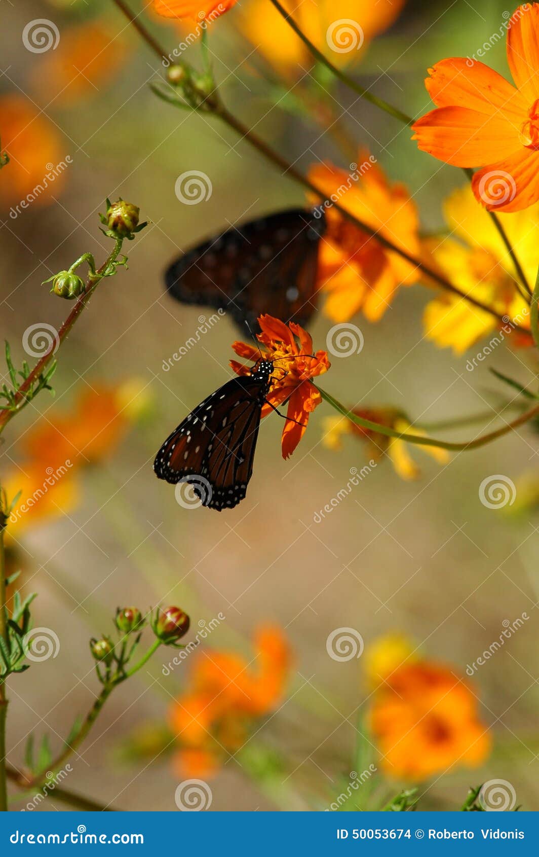 Butterflies and Poppies stock photo. Image of spots, wildlife 50053674
