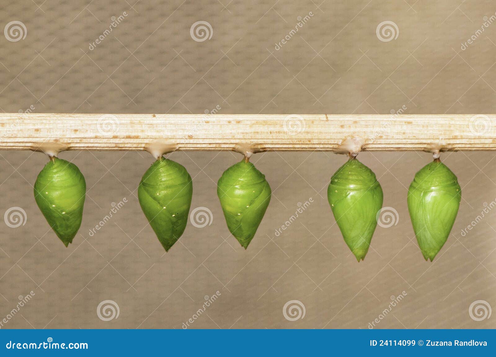 Butterflies pupa stock image. Image of small, pupae, butterfly 24114099