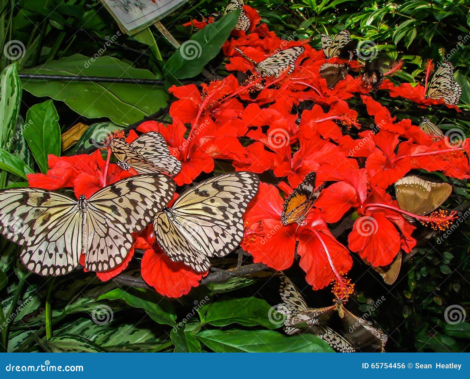 Butterflies on red flowers stock photo. Image of feeding 65754456