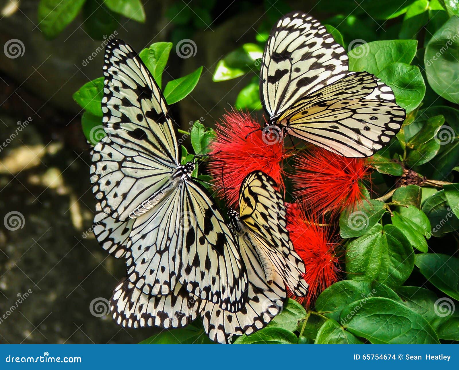 Butterflies on red flowers stock photo. Image of feeding 65754674