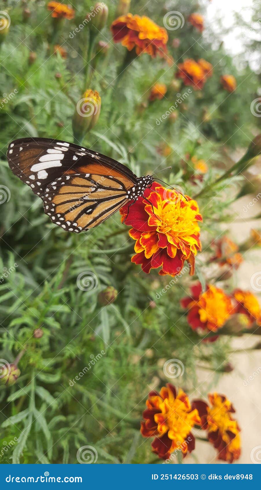 Butterflies are Selfpropelled Flowers ðŸ’ Stock Image Image of