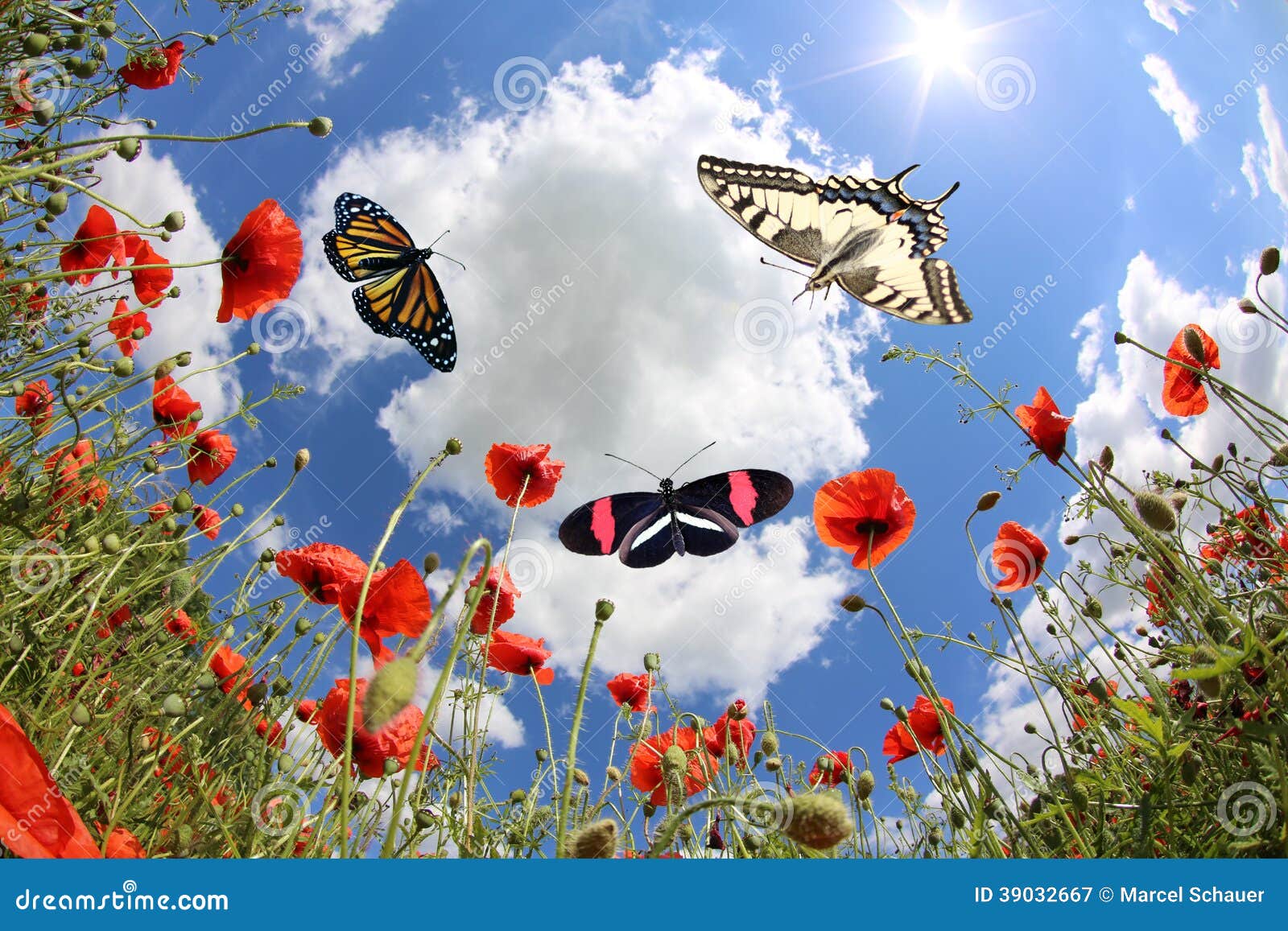 butterflies at springtime