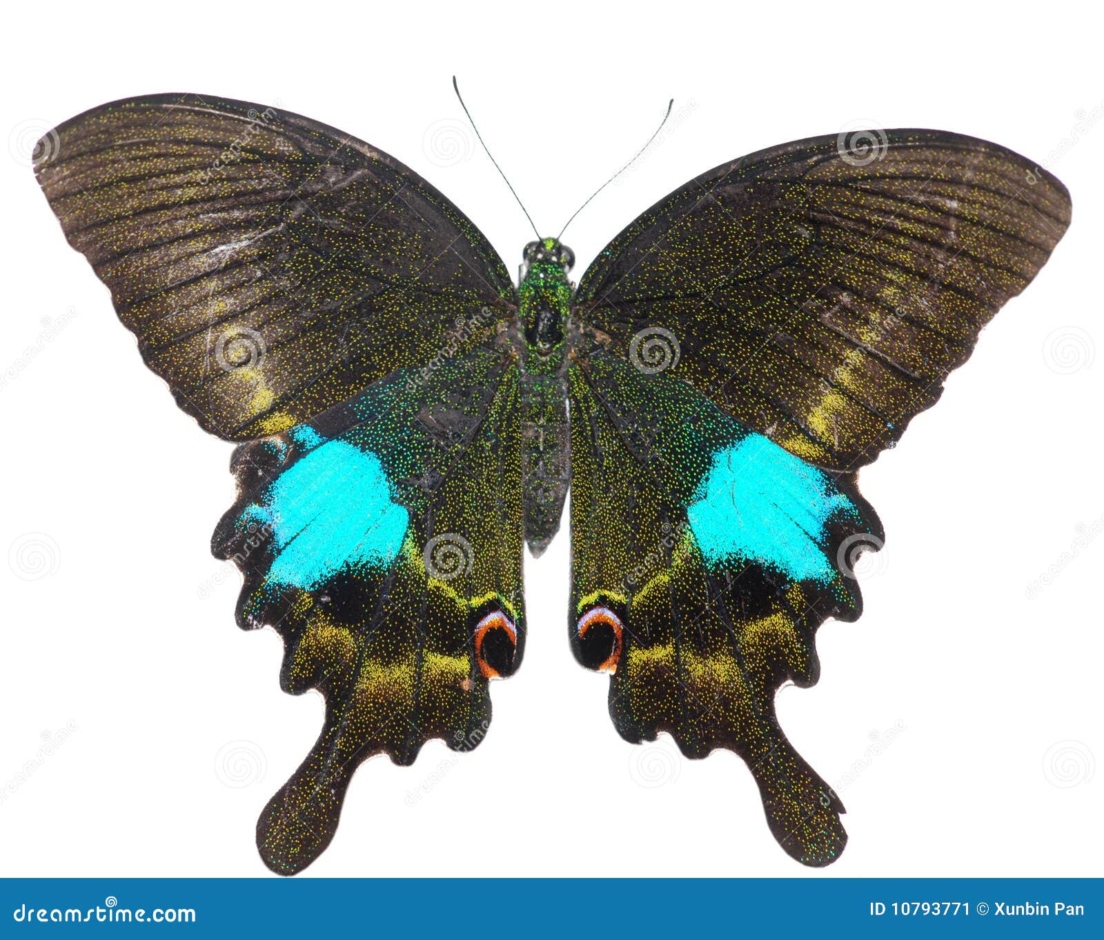 Butterfly stock image. Image of wing, colours, tentacles 10793771