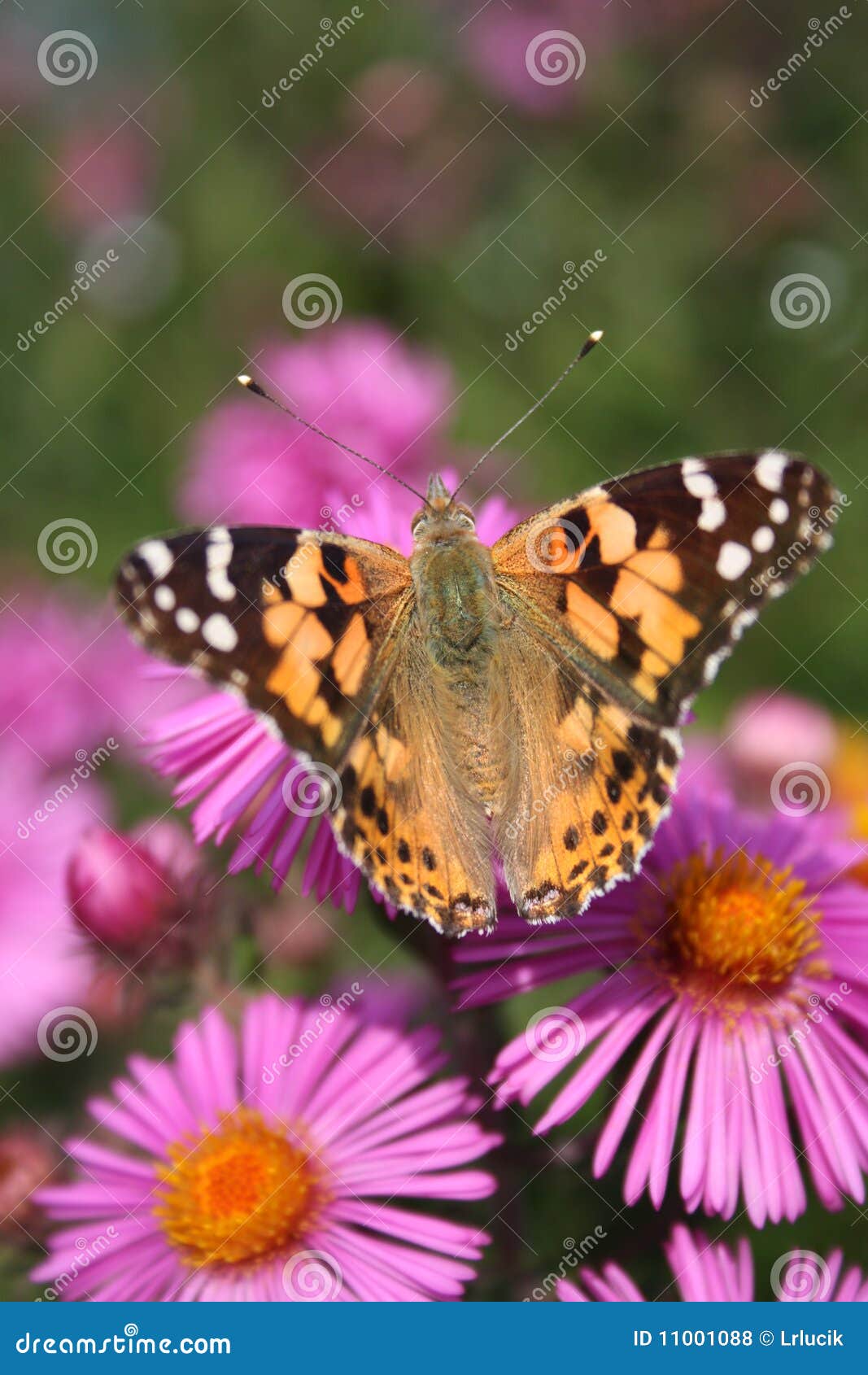 Butterfly stock photo. Image of wings, feelers, butterflies - 11001088