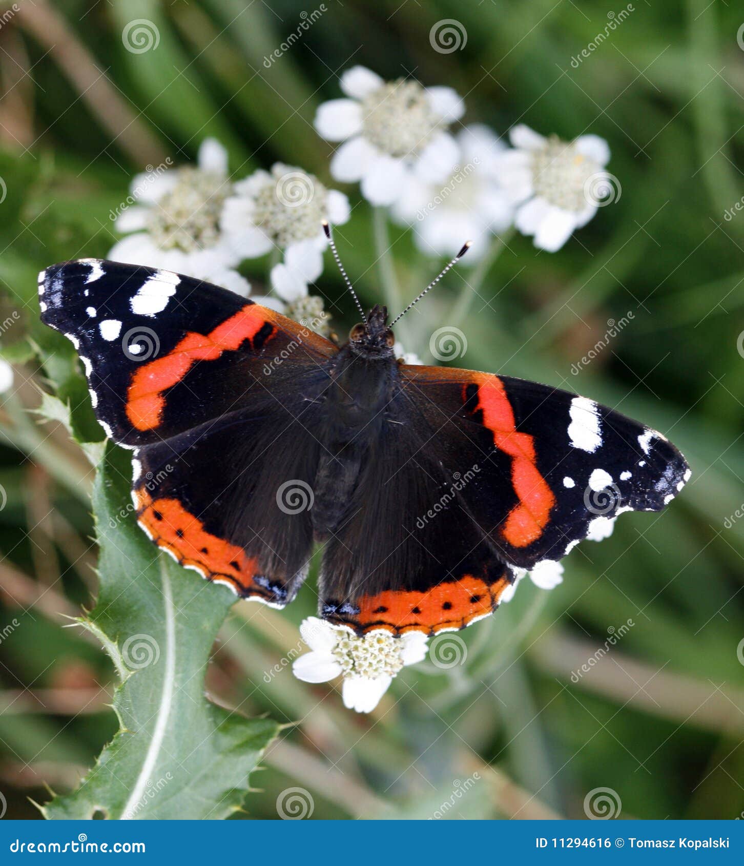 Butterfly stock photo. Image of tentacles, leaf, vanessa 11294616
