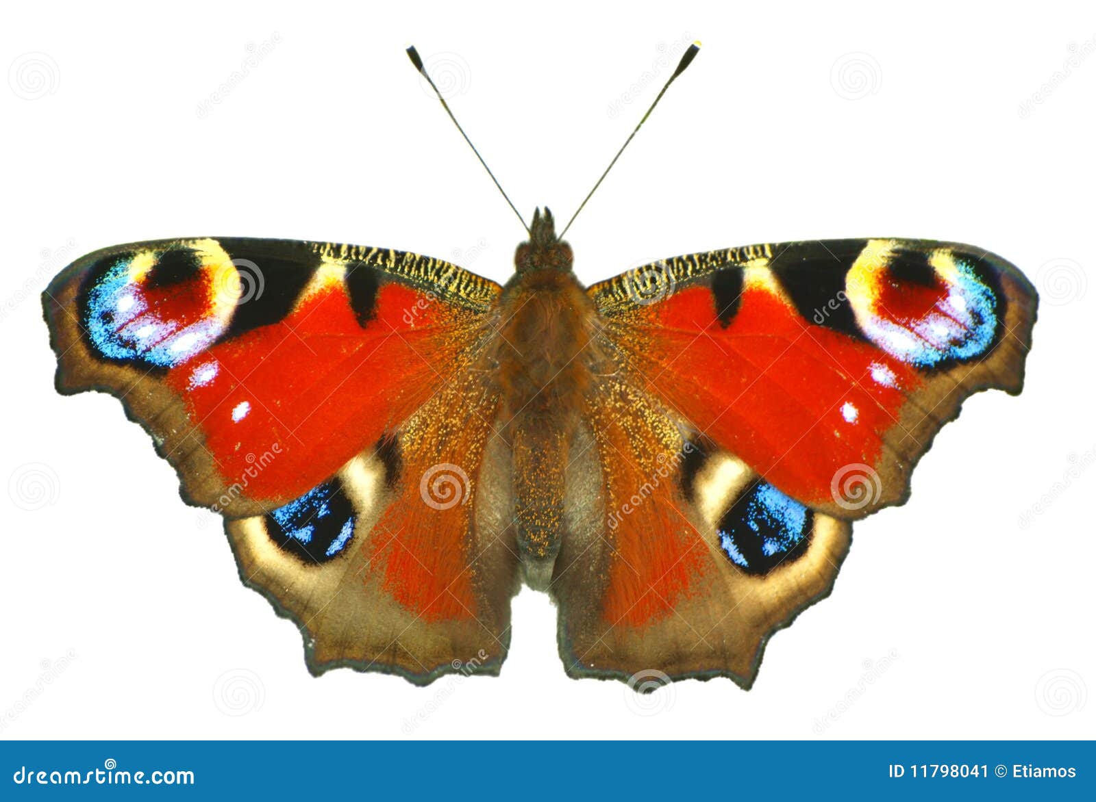 Butterfly stock image. Image of designer, purple, blue - 11798041