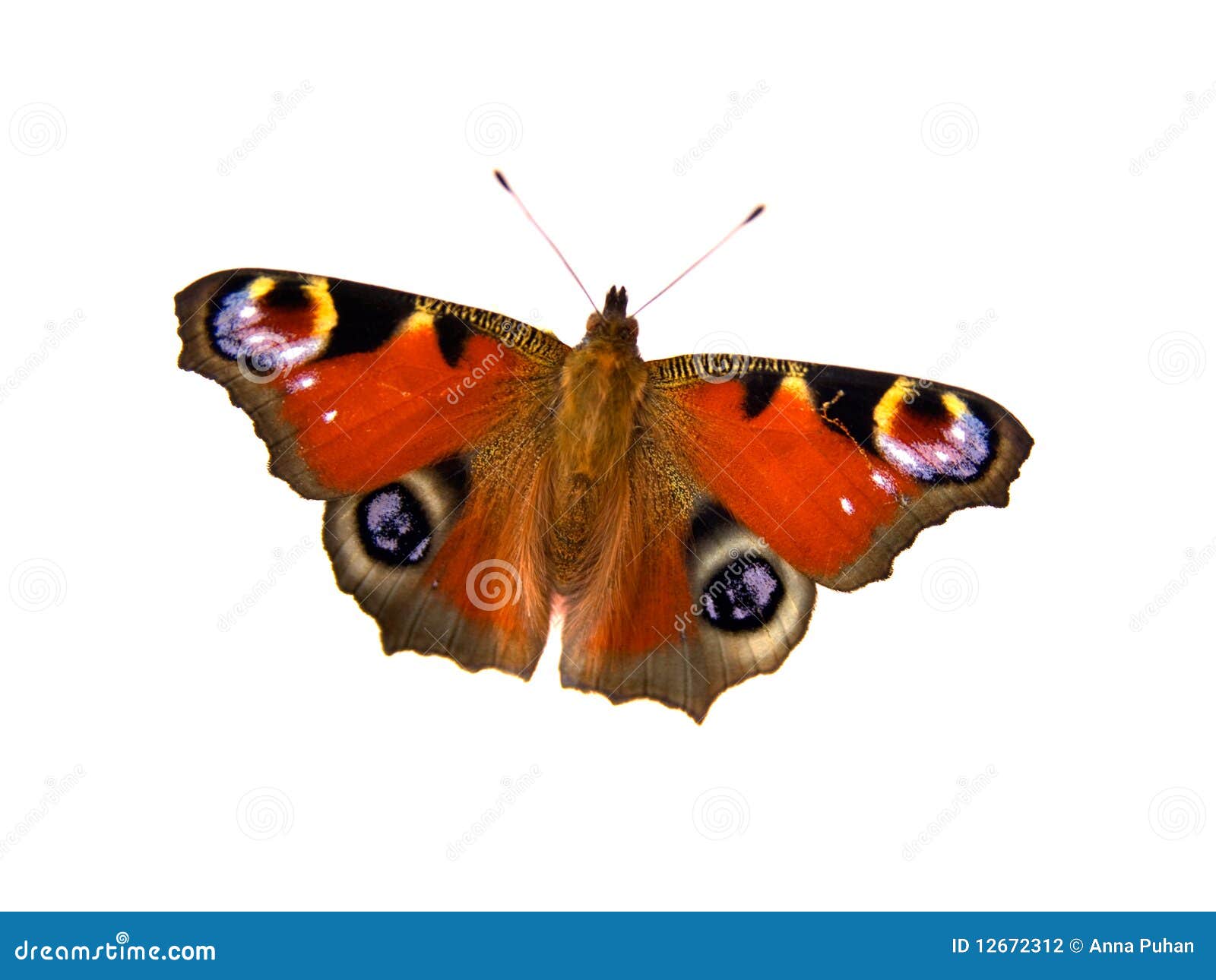 Butterfly stock photo. Image of brightly, freedom, wing - 12672312