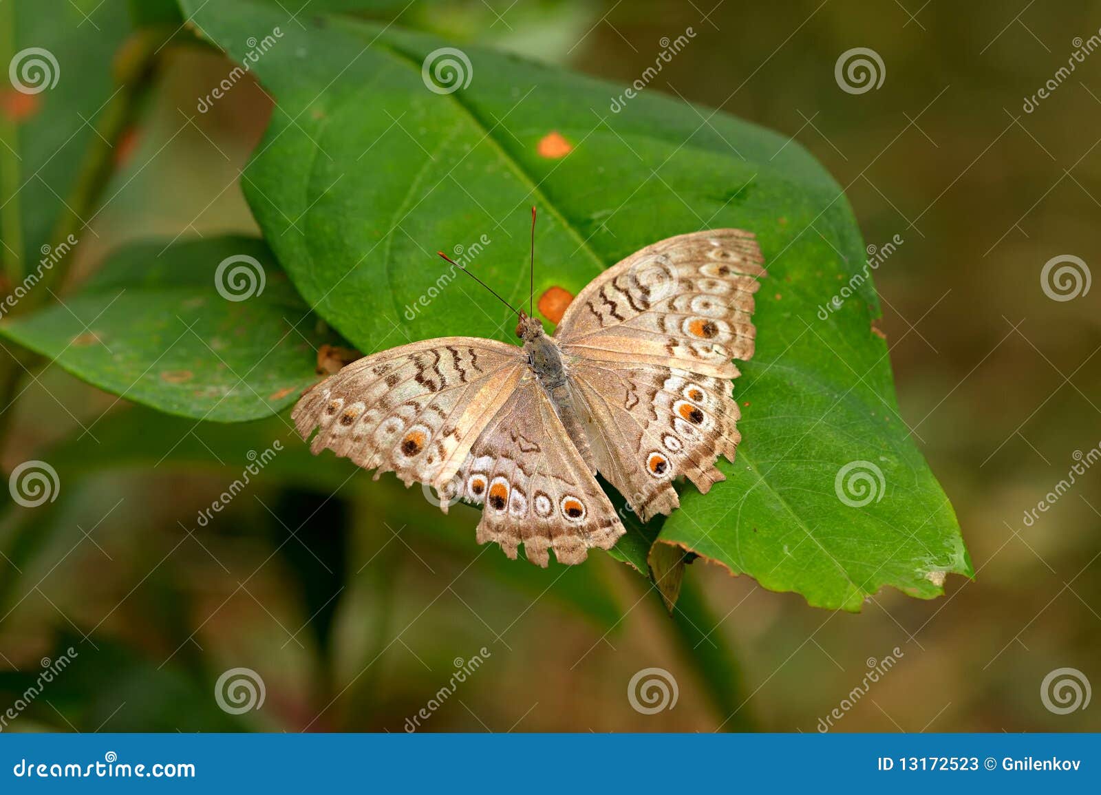 Butterfly stock image. Image of nature, plant, herbivore 13172523