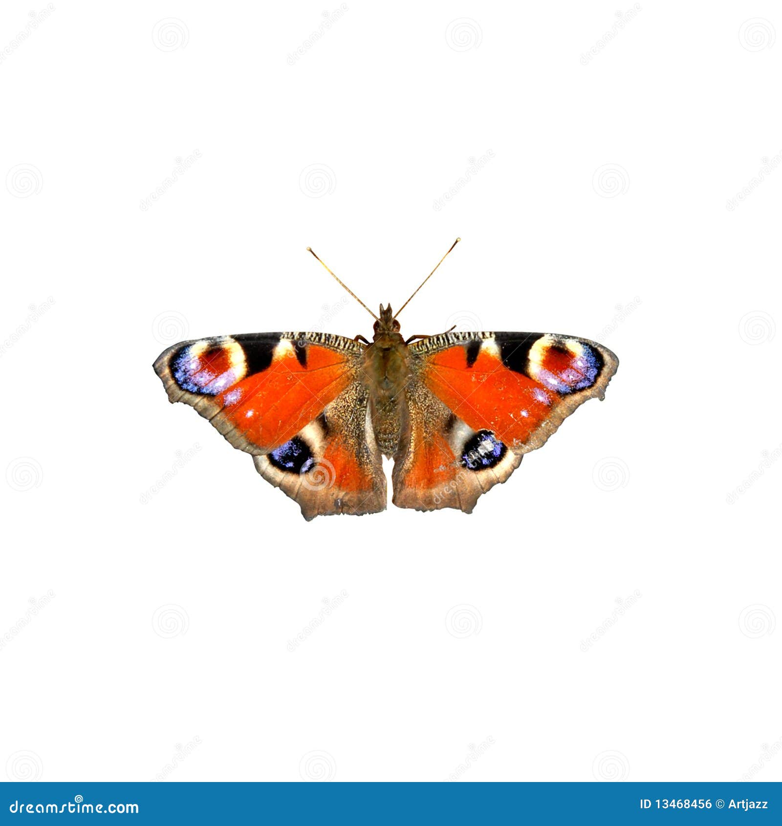 Butterfly stock photo. Image of antenna, elegance, symmetry - 13468456