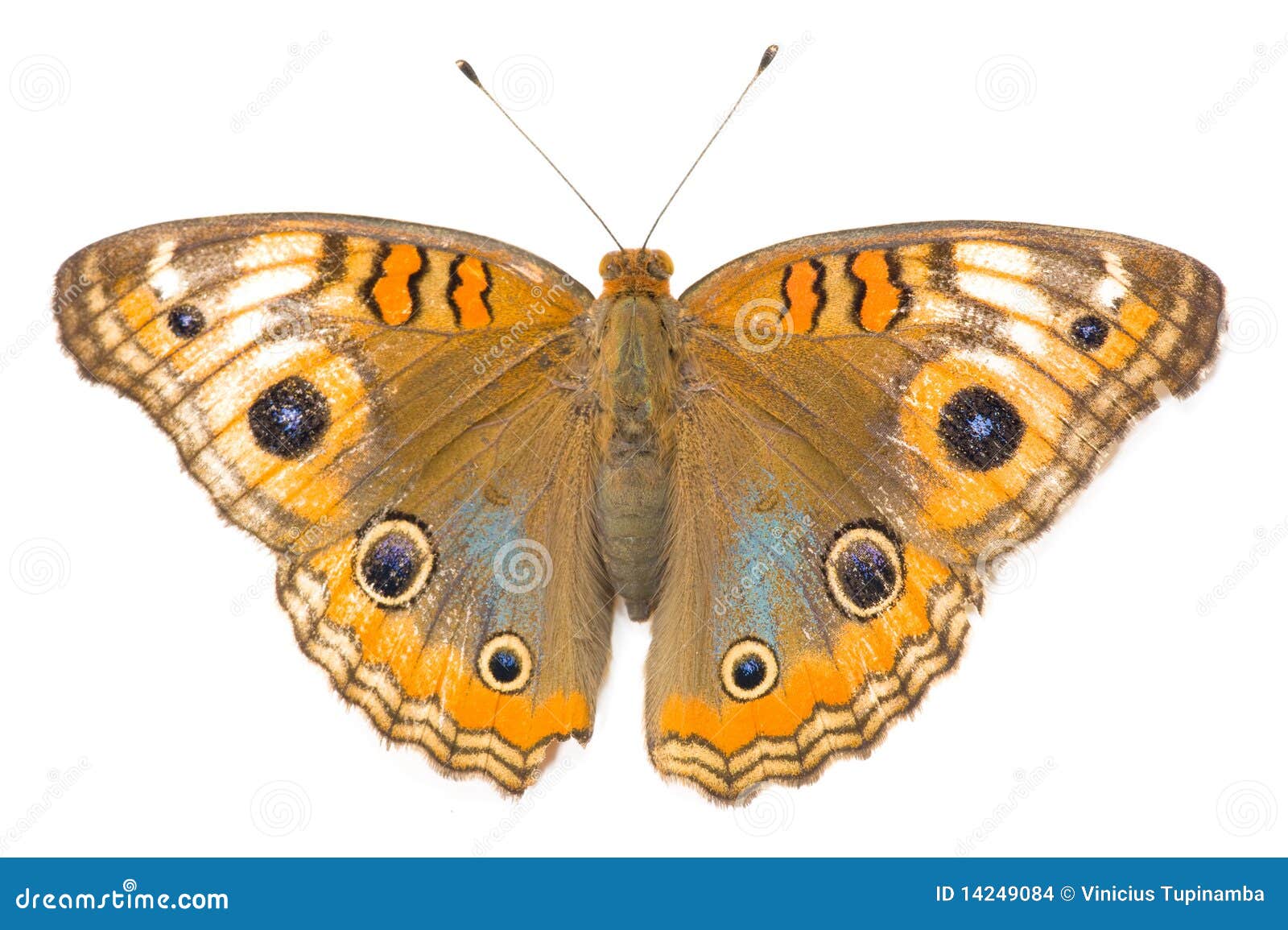 Butterfly stock photo. Image of nature, white, close - 14249084