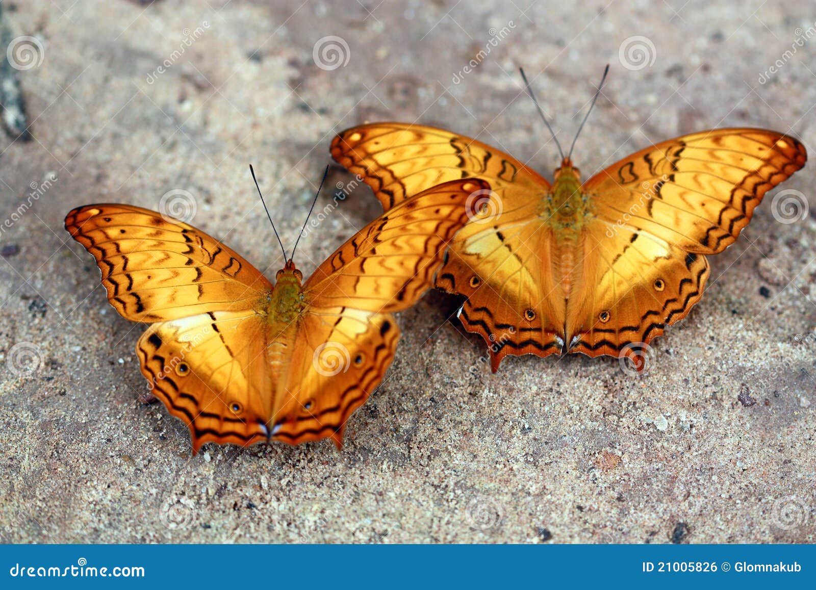 Butterfly stock photo. Image of erota, creature, antennae 21005826