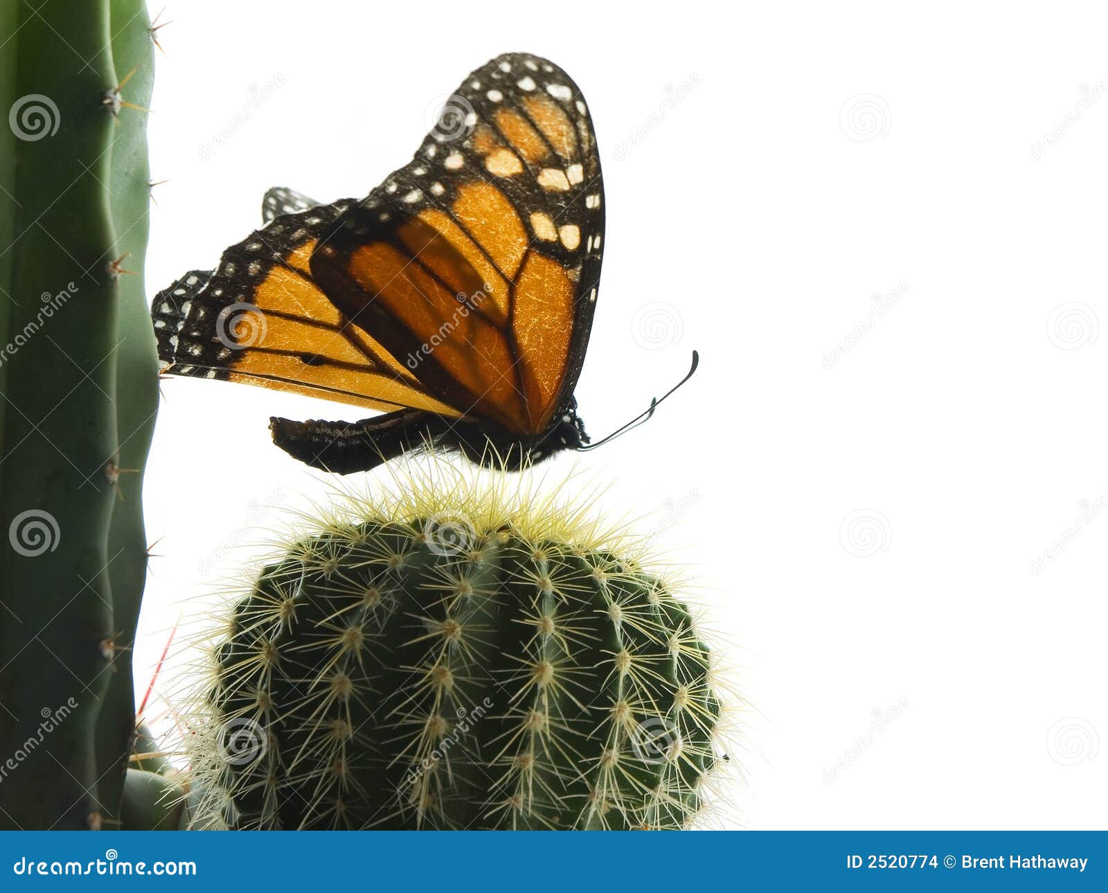 Butterfly stock photo. Image of monarch, cactus, white 2520774