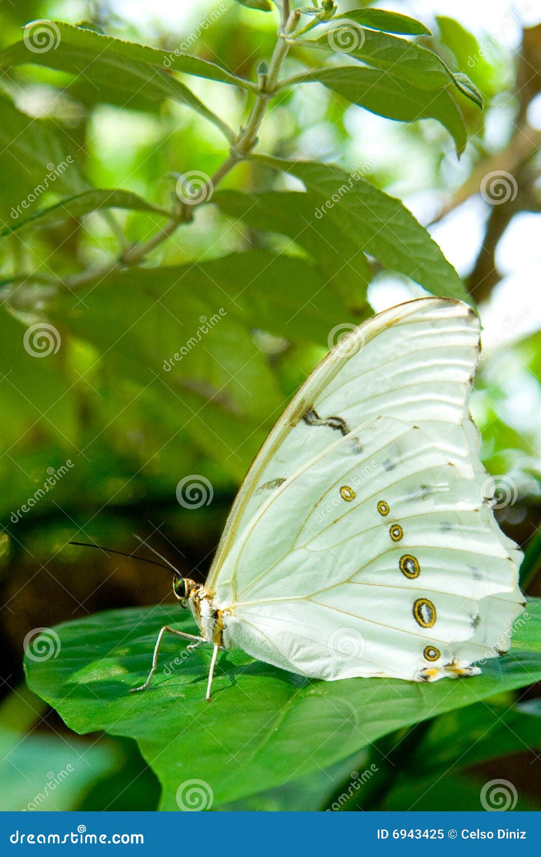 White Morpho Butterfly stock image. Image of insect, yellow 6943425
