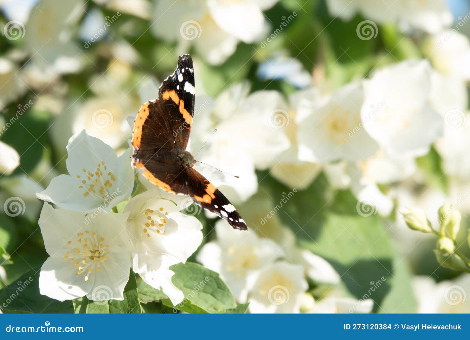 Butterfly On Jasmine Stock Photo 86445420