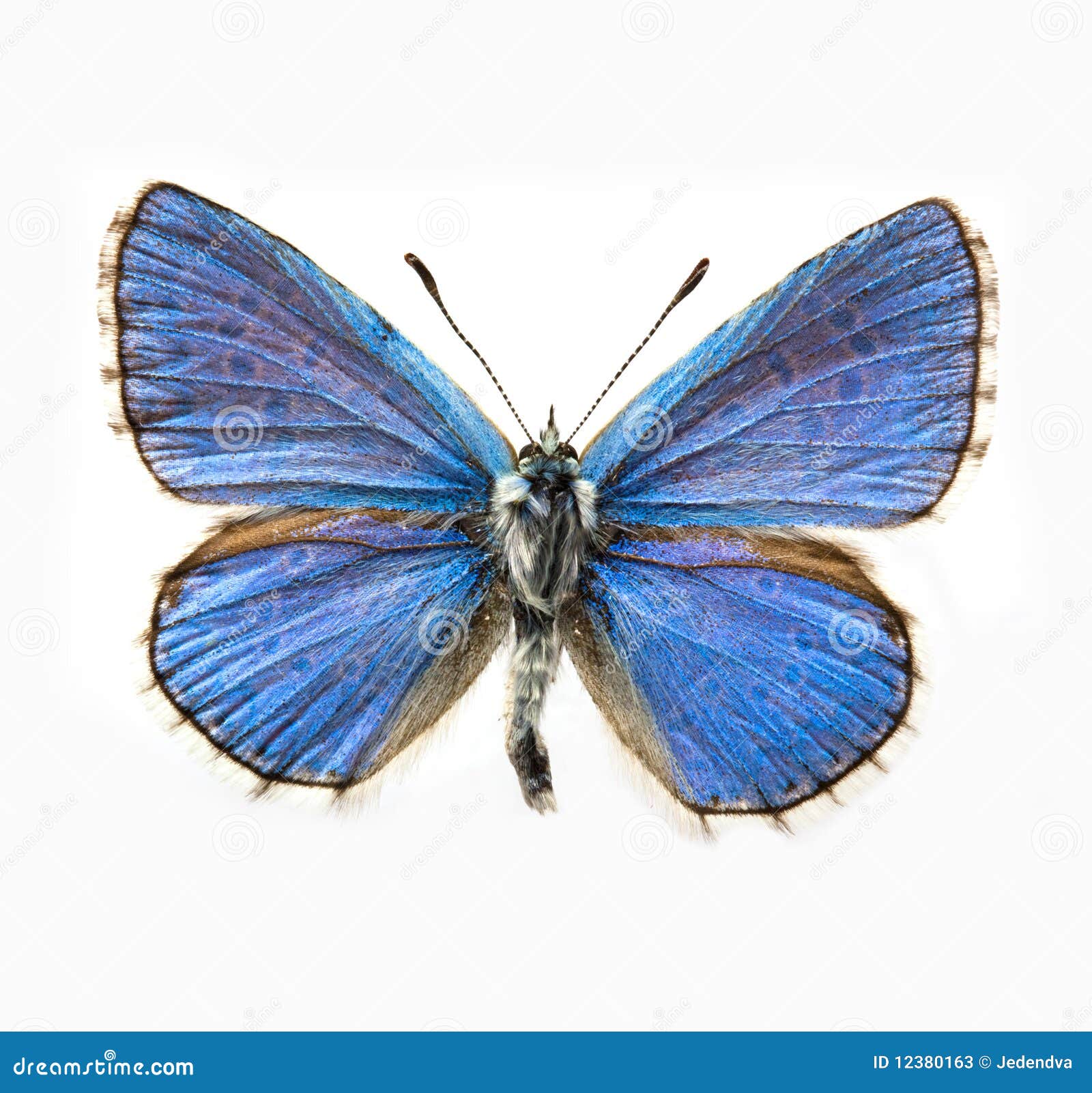 Butterfly Adonis Blue stock image. Image of biology 12380163