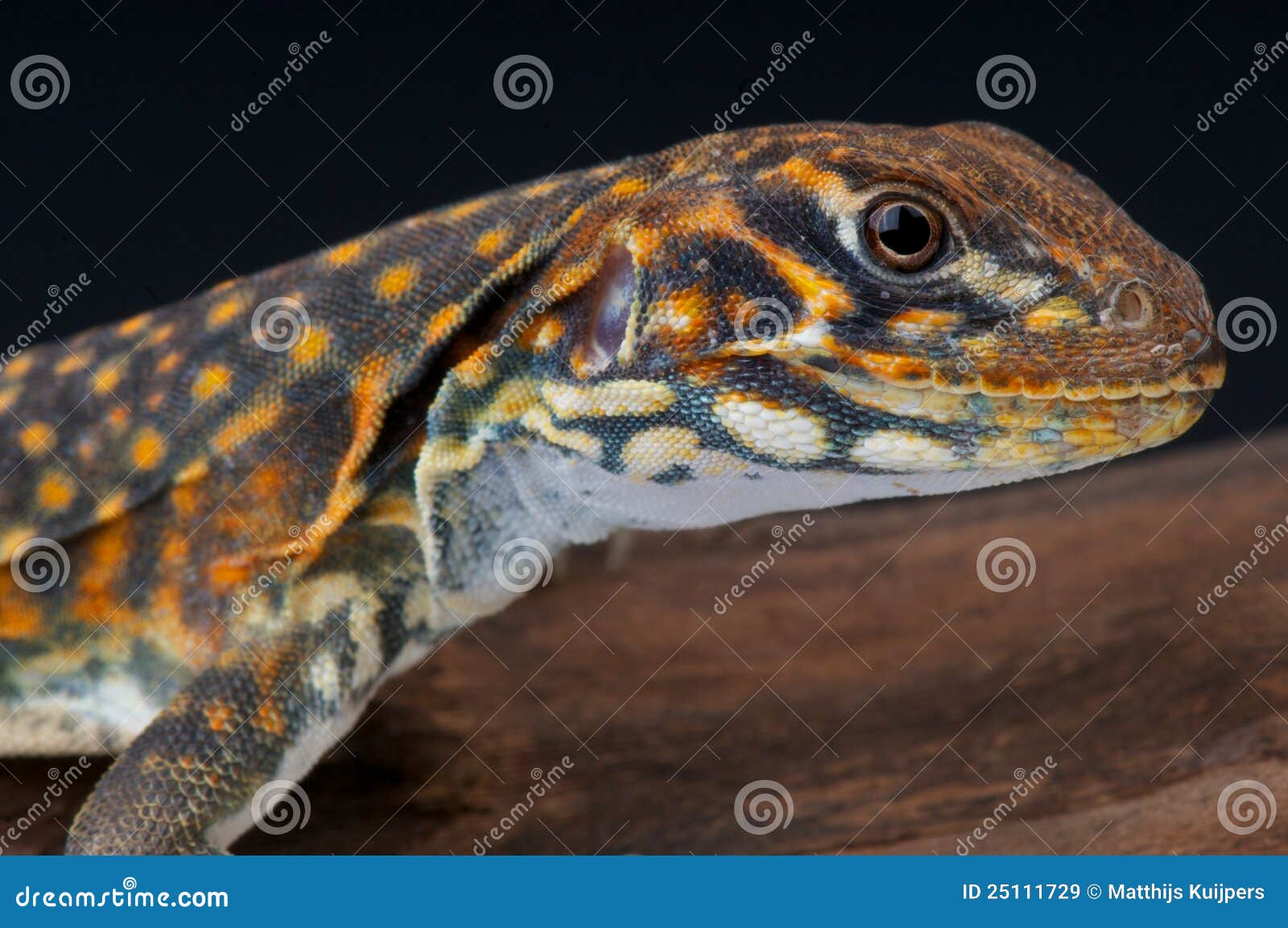 Butterfly agama stock image. Image of thailand, pets 25111729