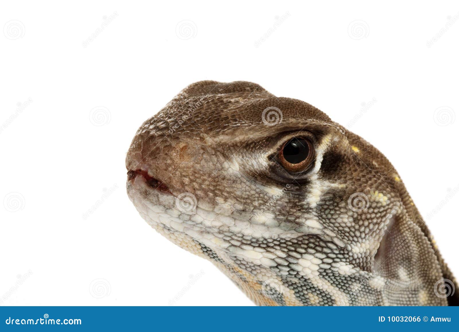 Butterfly Agama Lizard stock photo. Image of wildlife 10032066