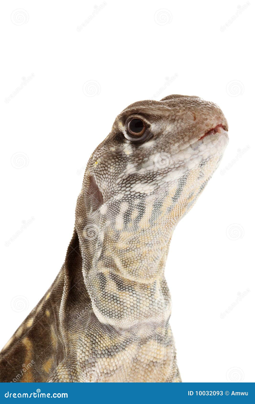 Butterfly Agama Lizard stock image. Image of copy, agama 10032093