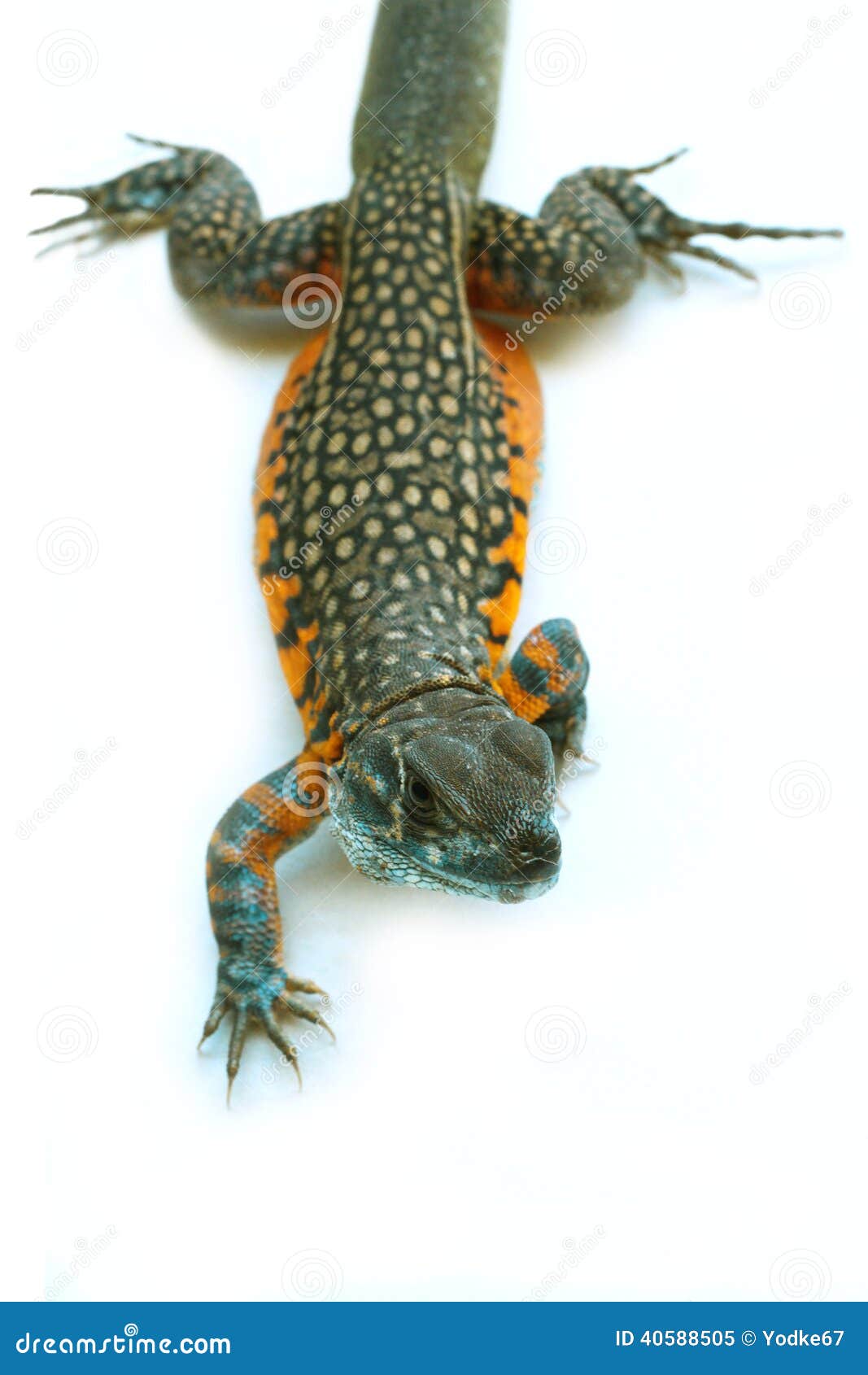 Butterfly Agama Lizard stock image. Image of orange, exotic 40588505