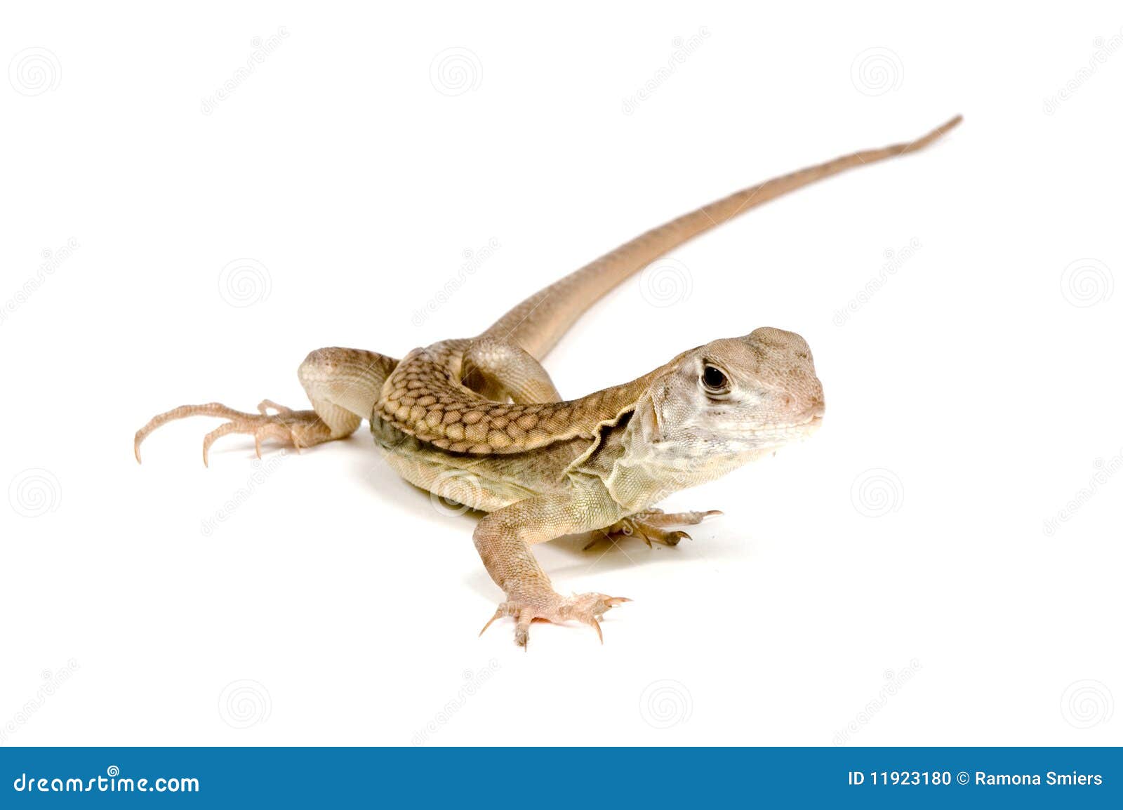 Agama lizard catching butterflies photo WP00060