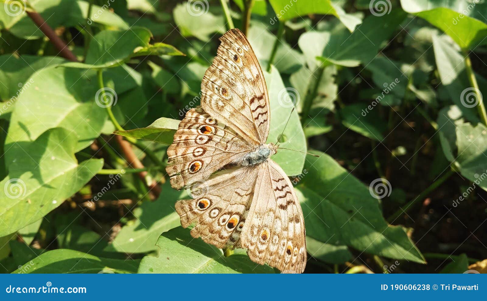 Butterfly Alight in the Kale Leaves Stock Photo Image of butterfly
