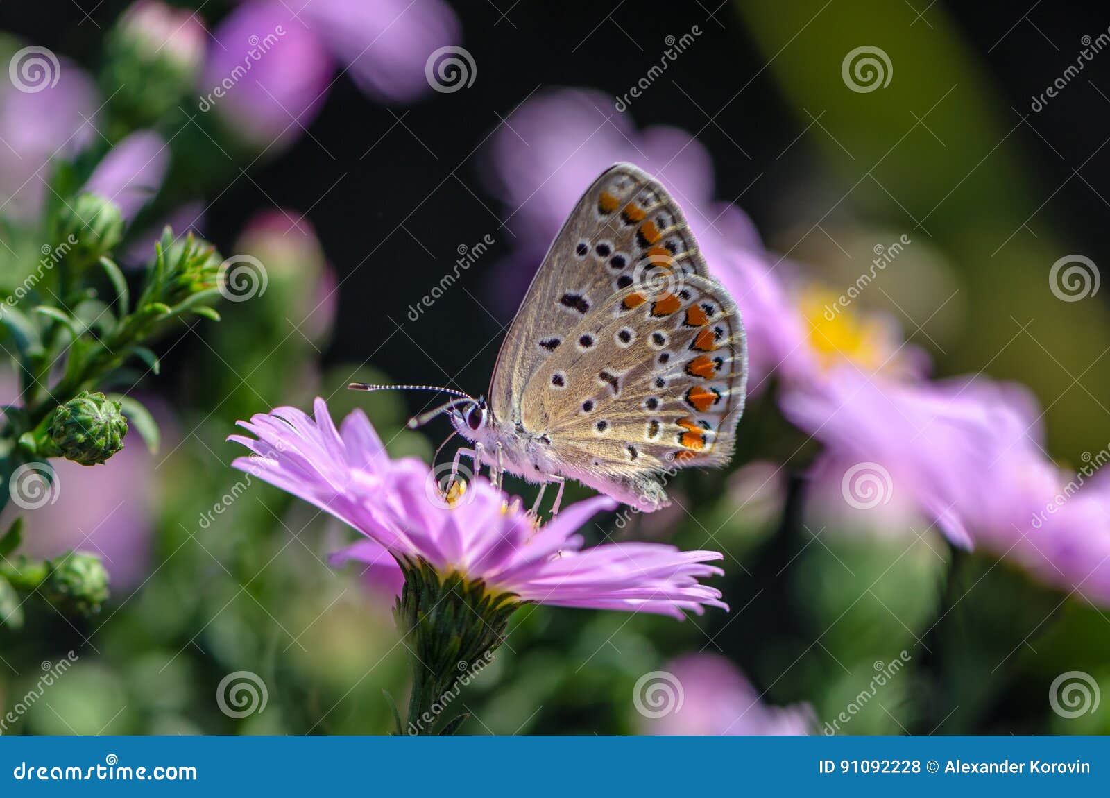 butterfly of aricia agestis collects nectar on a bud of astra