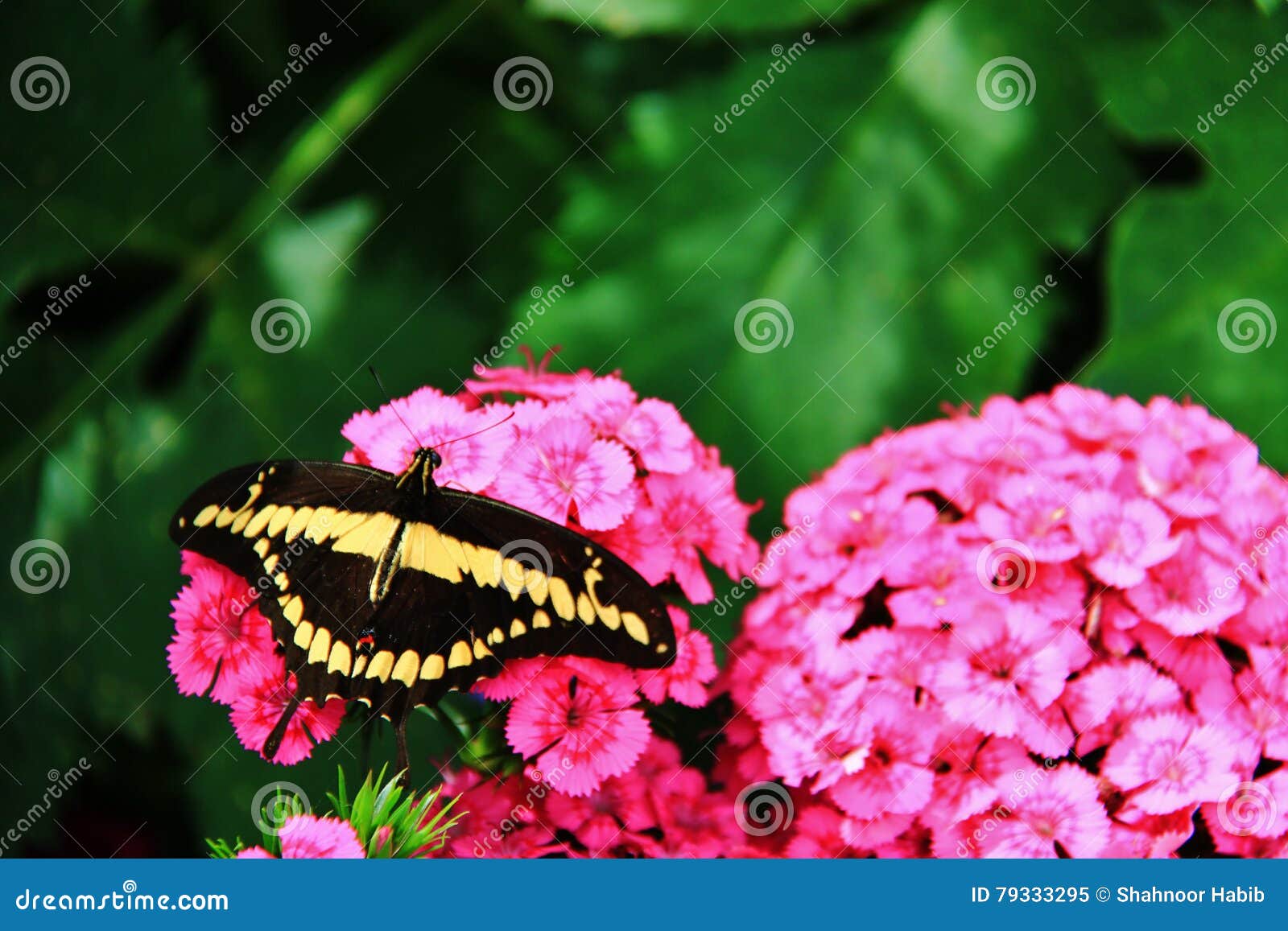 Butterfly in Assiniboine Zoo, Winnipeg, Manitoba Stock Image Image of