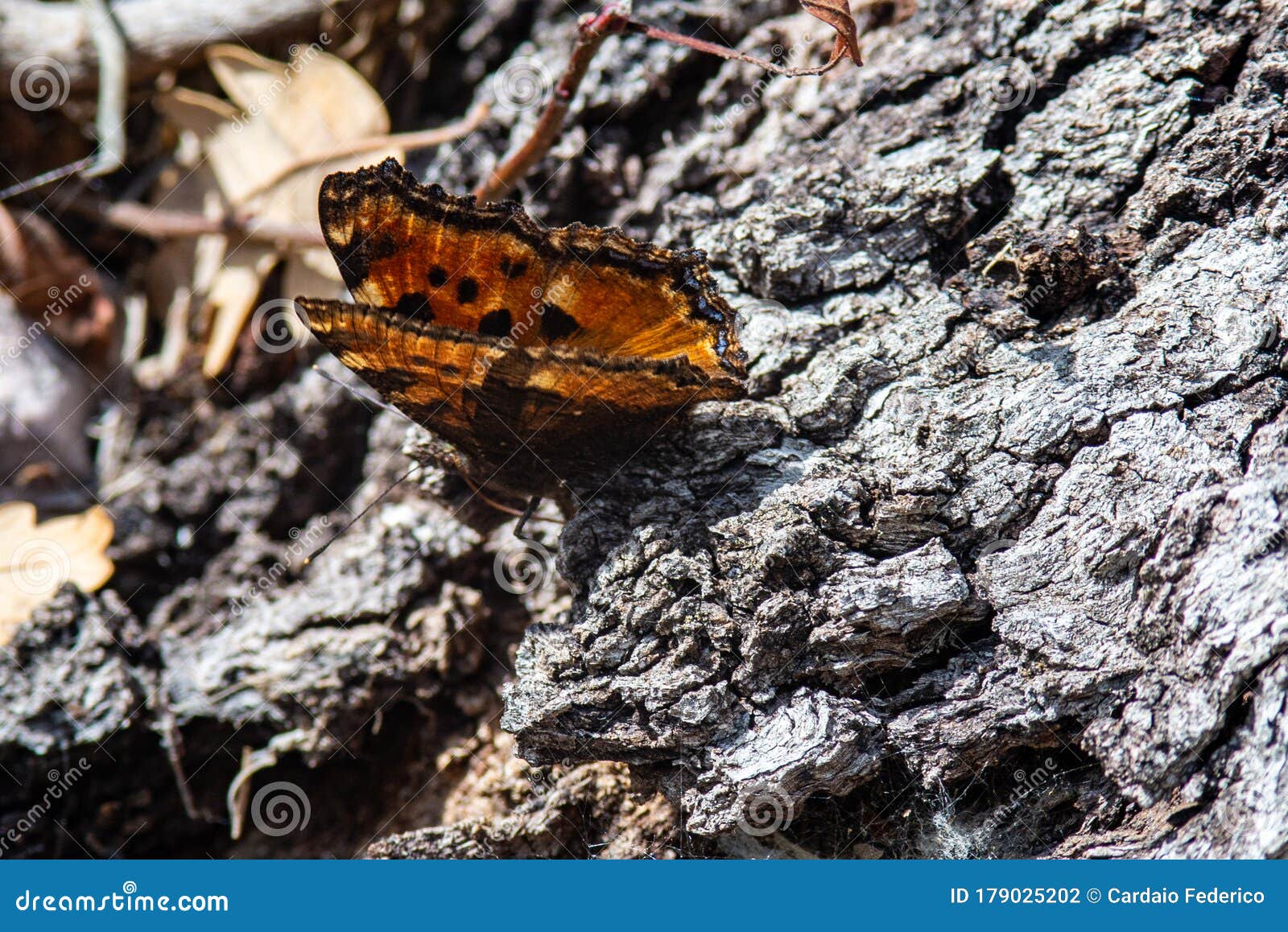 Butterfly on bark stock photo. Image of floral, camouflage - 179025202