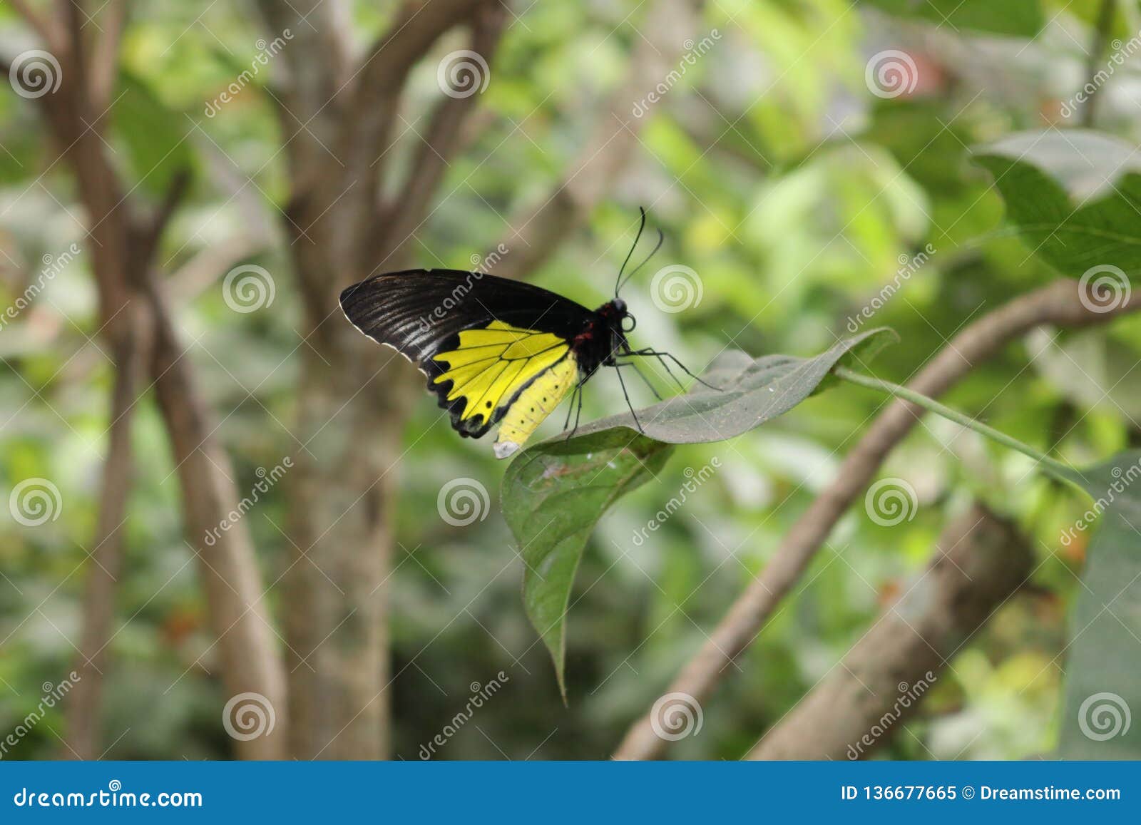 Butterfly beautiful stock image. Image of natural, butterfly 136677665