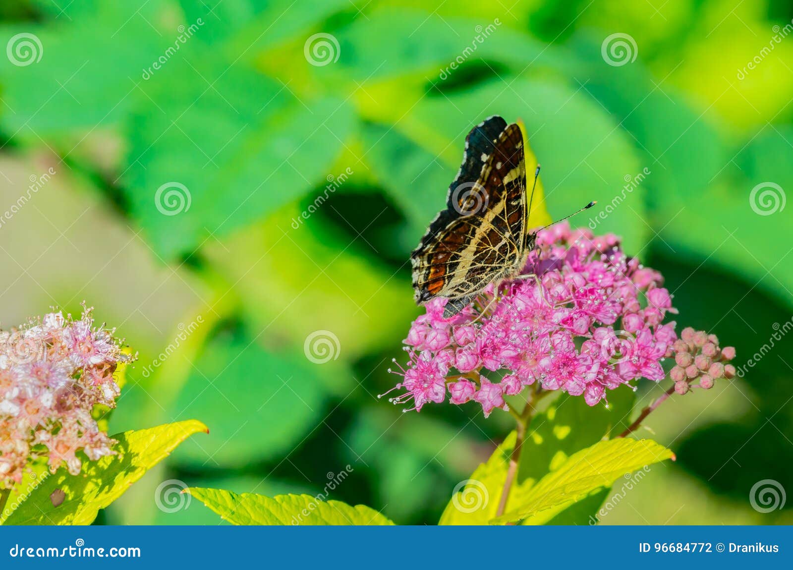A Butterfly with Beautiful Wings Sits on a Flower, Eats Nectar Stock