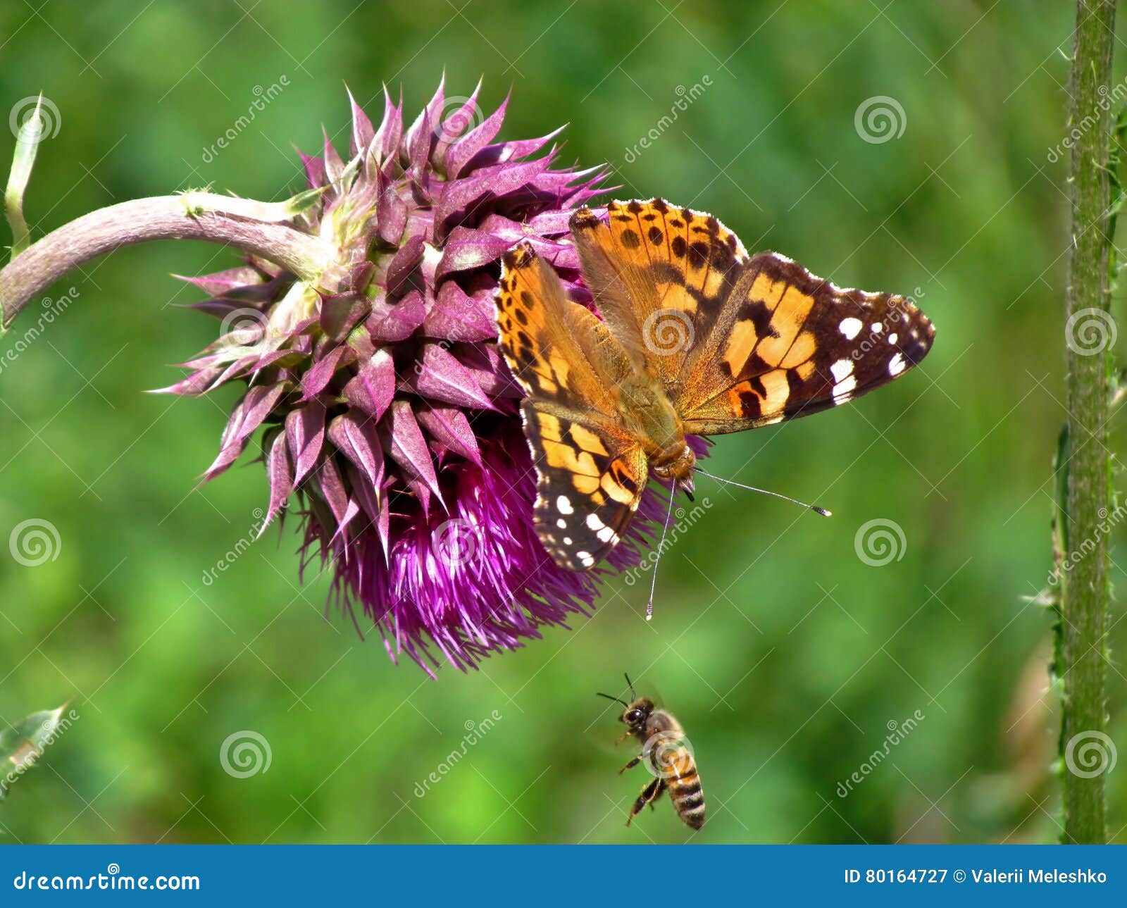 A Butterfly and a Bee on a Flower Stock Image Image of sting