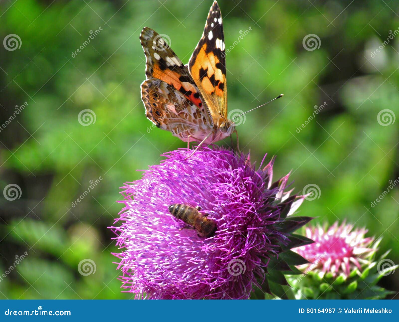 A Butterfly and a Bee on a Flower Stock Image Image of beautiful