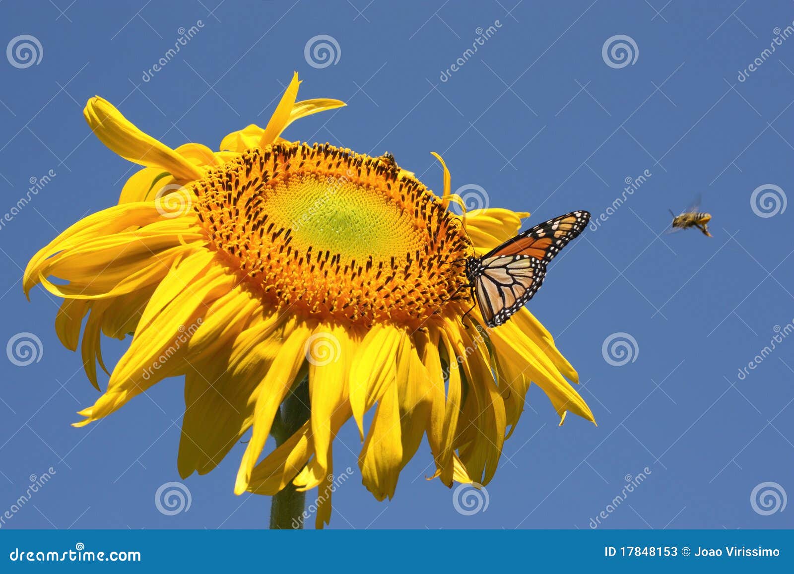 Butterfly and Bees on a Sunflower Stock Image Image of beautiful