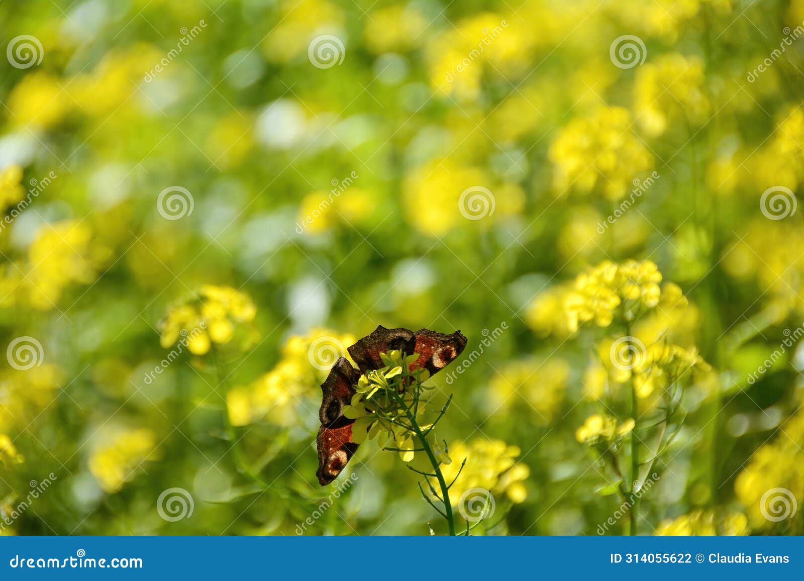 butterfly from below on a yellow flower