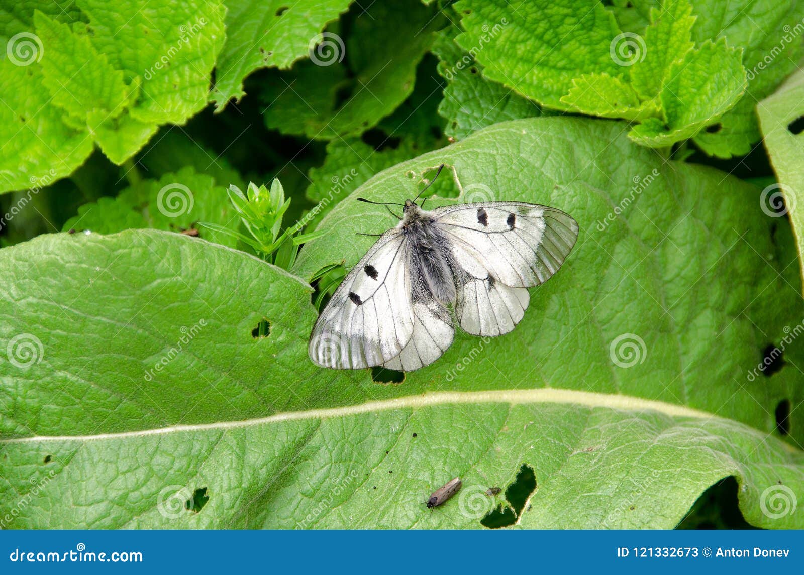 Butterfly with Black Dots on the Wings. Stock Image Image of brassicae, black 121332673