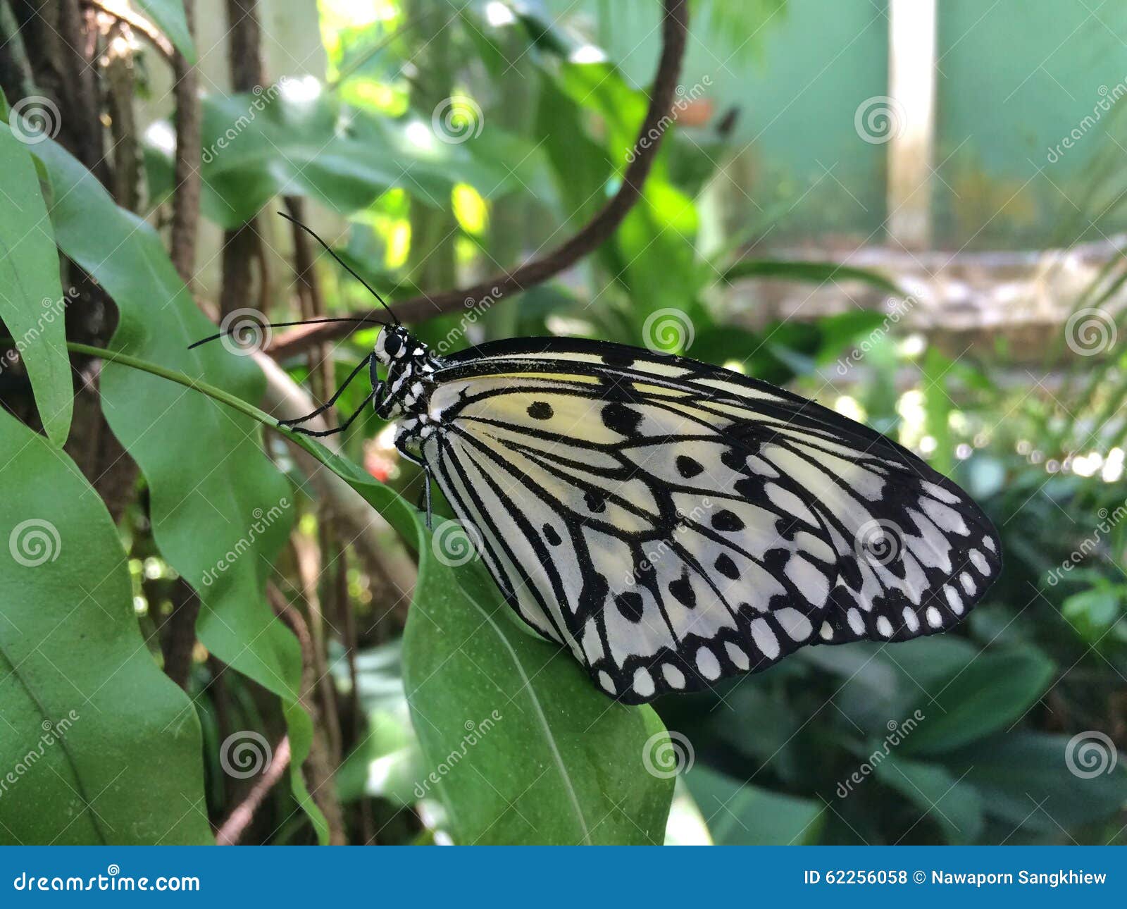 Butterfly stock photo. Image of portrait, creature, leaf - 62256058
