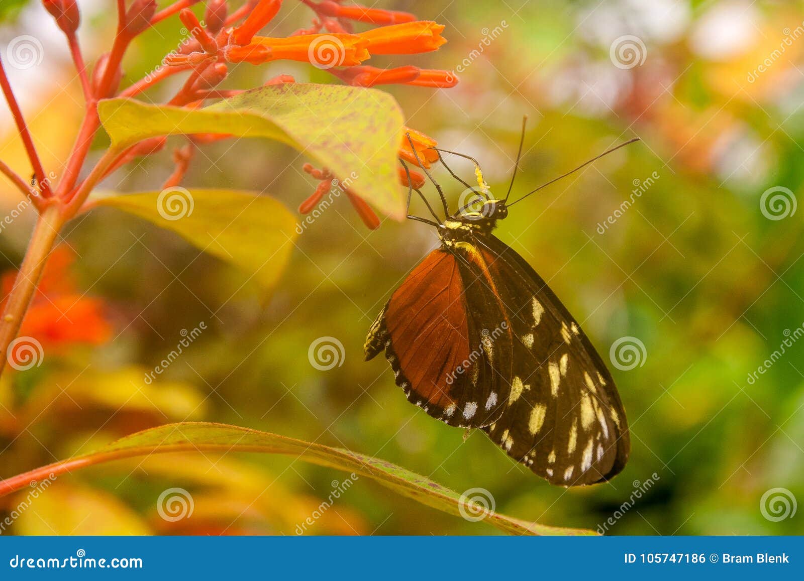 butterfly in blijdorp zoo 2